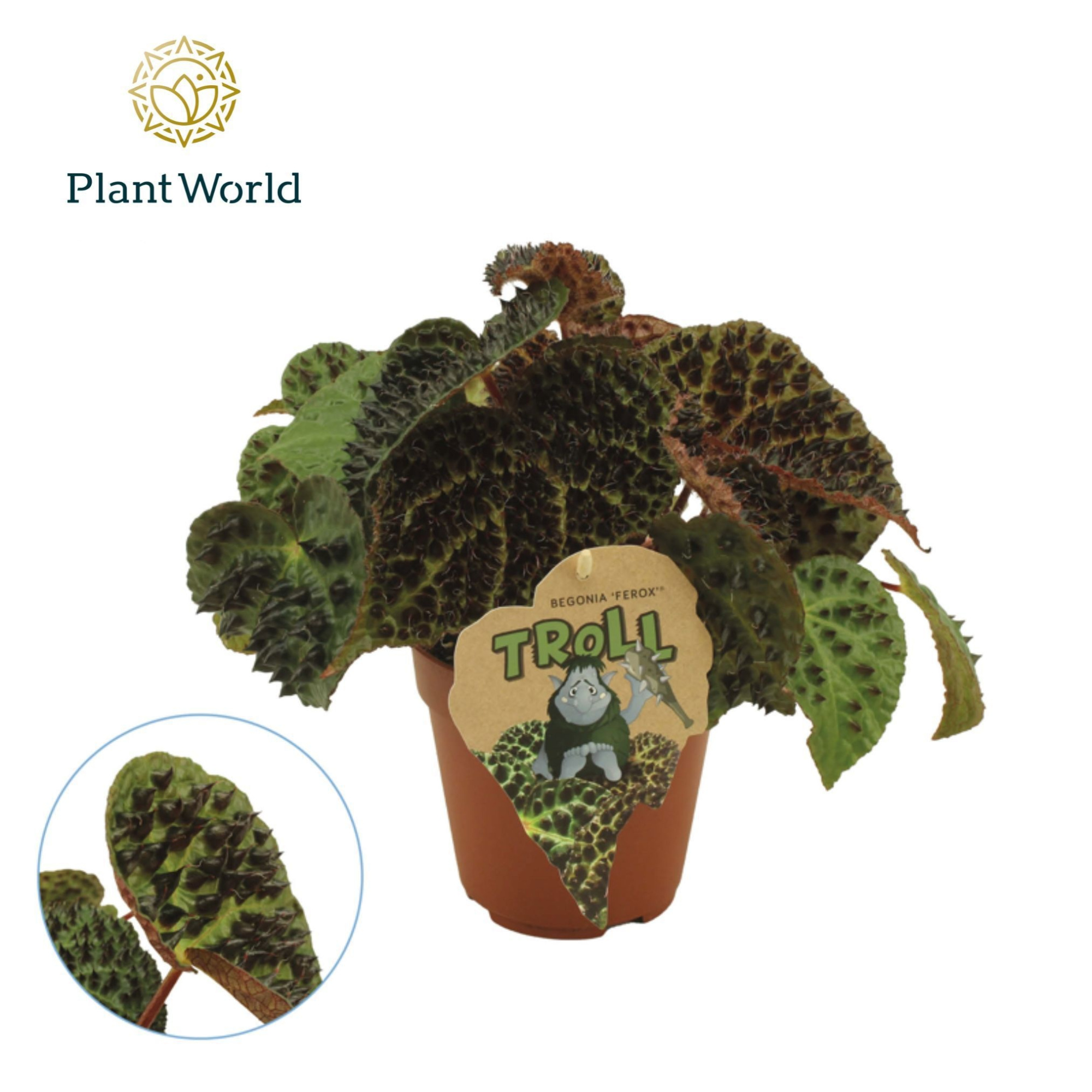 Begonia rex Ferox, D 12 cm