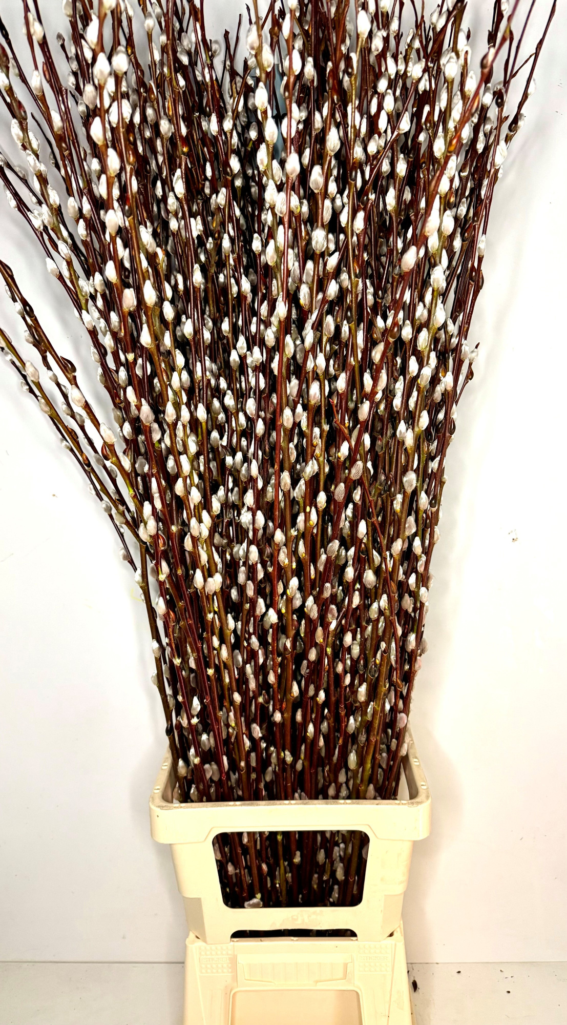 Саликс Вилгенкатьес 120, шт.