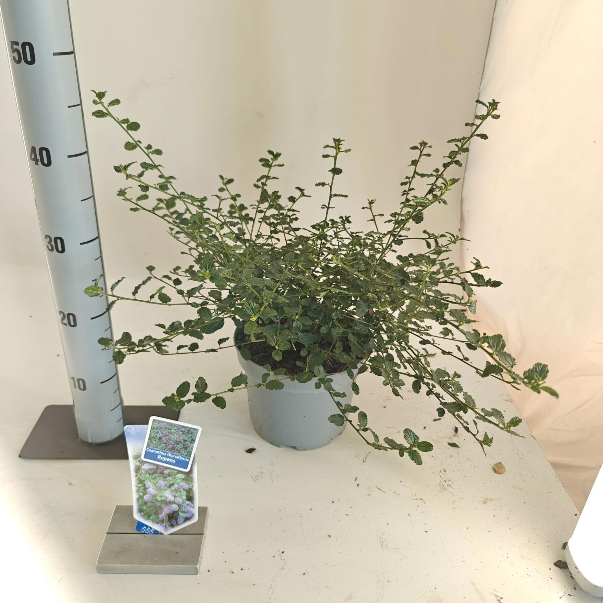 Ceanothus thyr. 'Repens', D 19