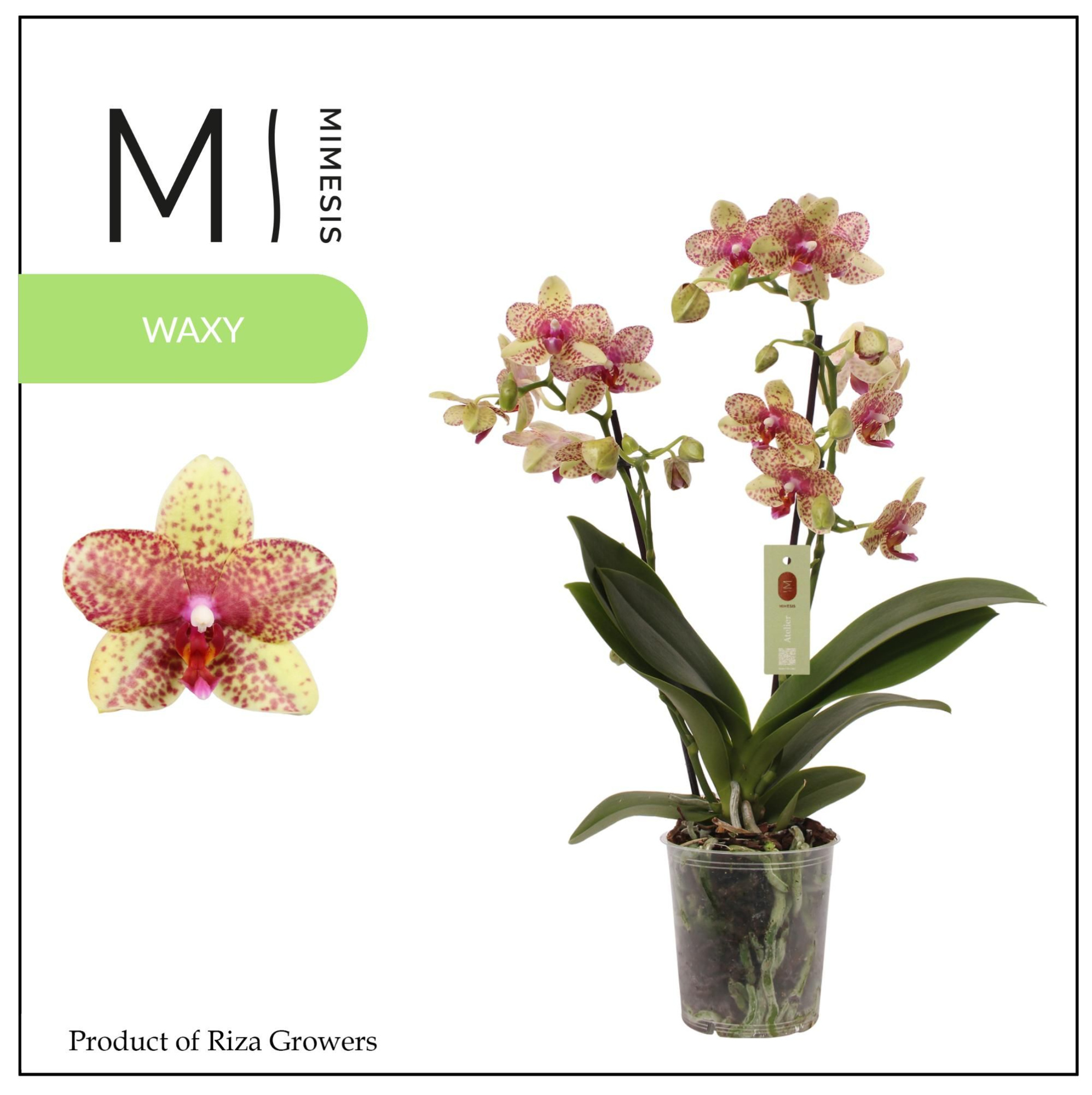 Phalaenopsis Grosseto 2 spike – 12cm | Mimesis, D 12 cm