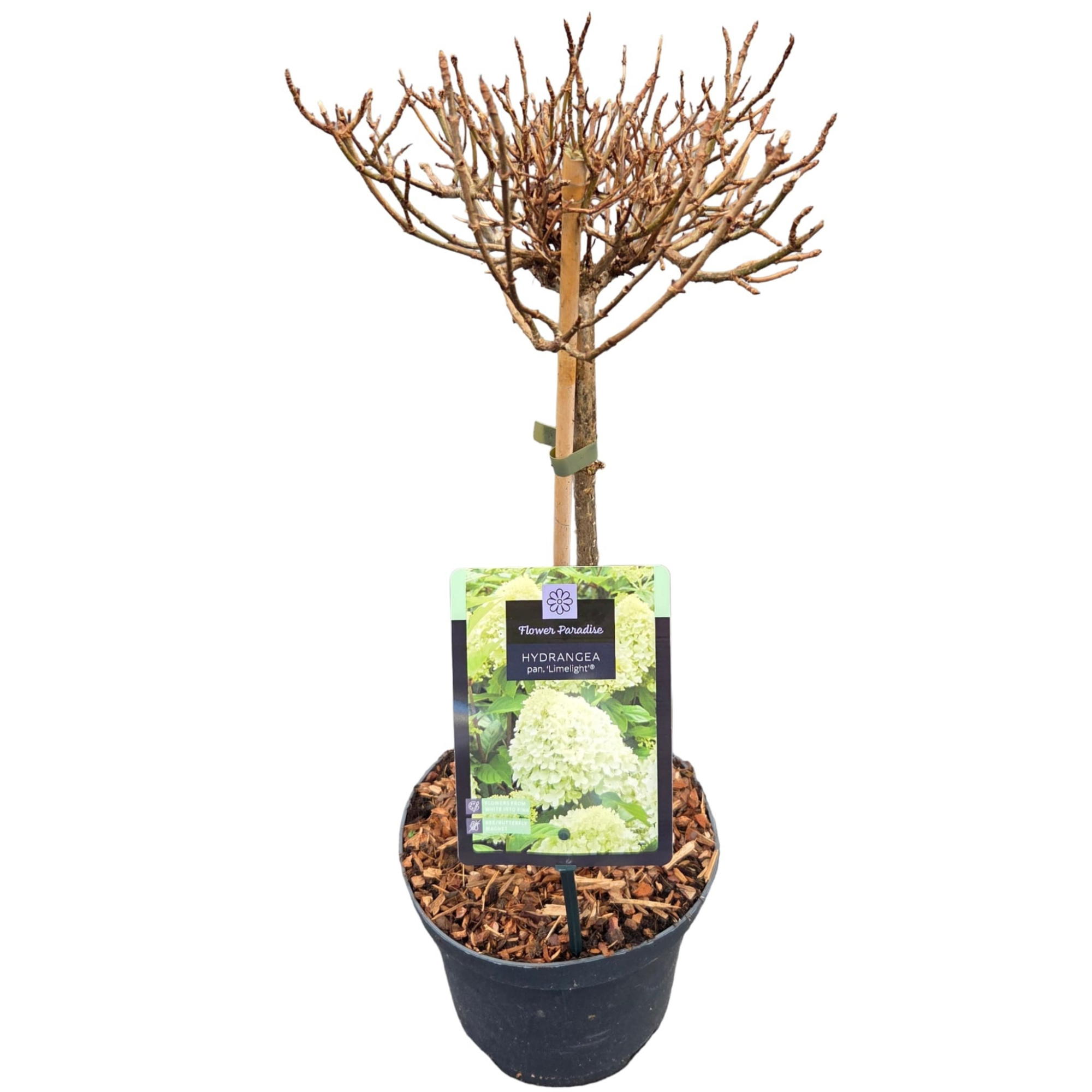 Hydrangea pan. 'Limelight' Stam C3, D 19