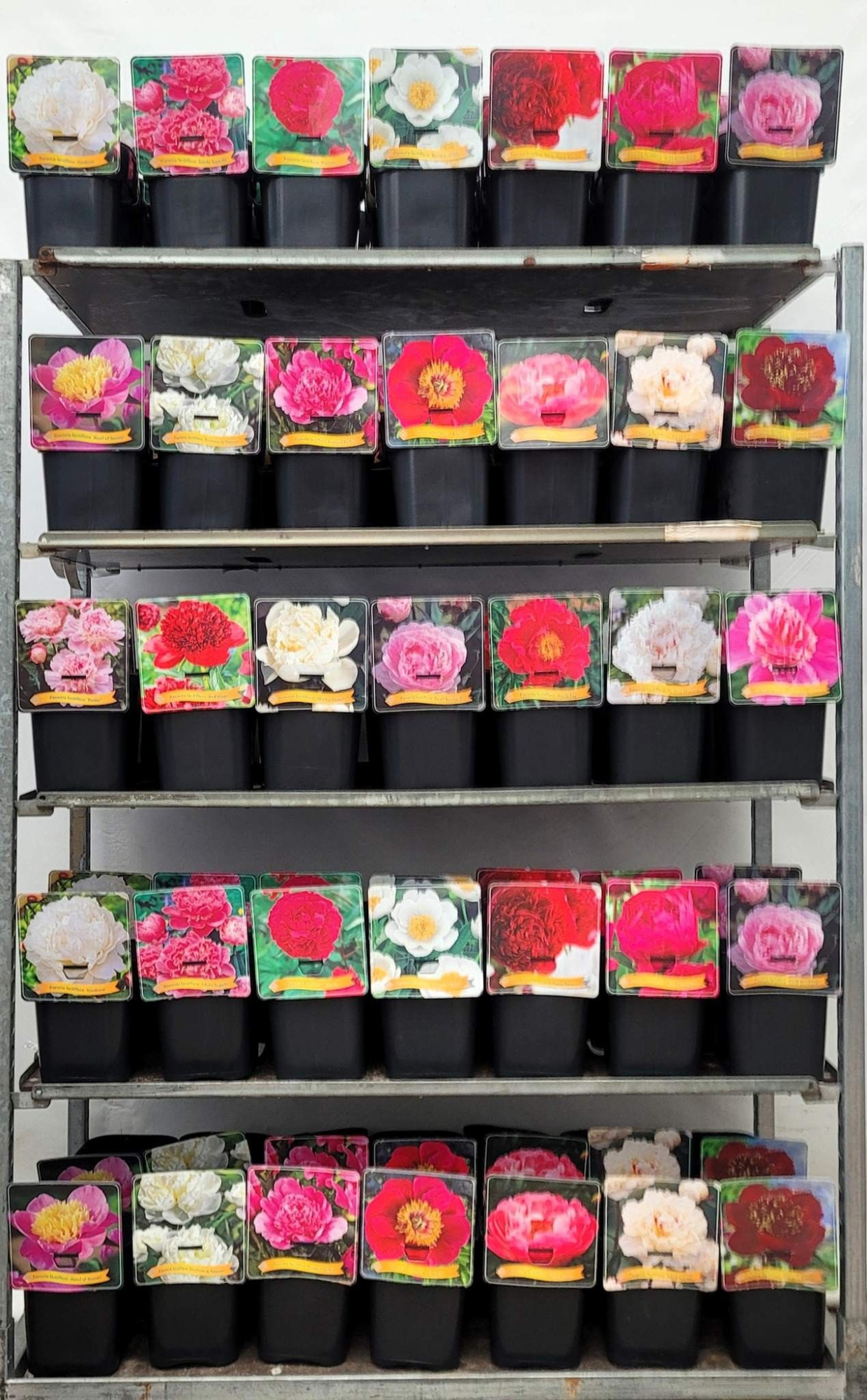 Paeonia Lactiflora Mix CC C5, D 21 cm