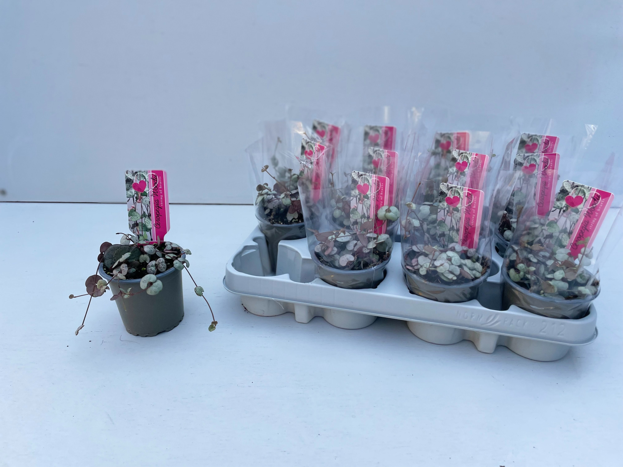 Ceropegia Silver Glory, D 9