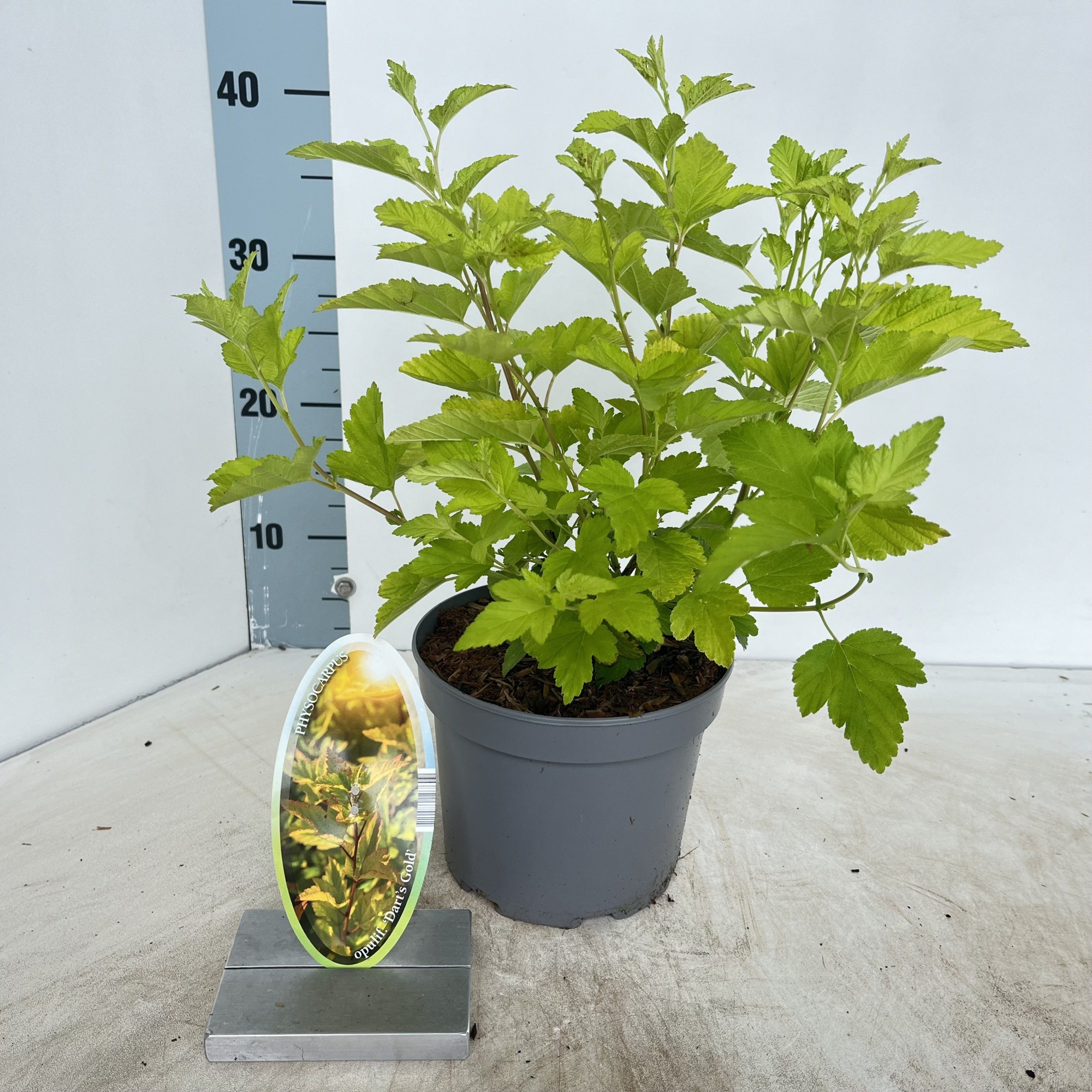 Physocarpus opulifolius 'Dart's Gold', D 17 cm