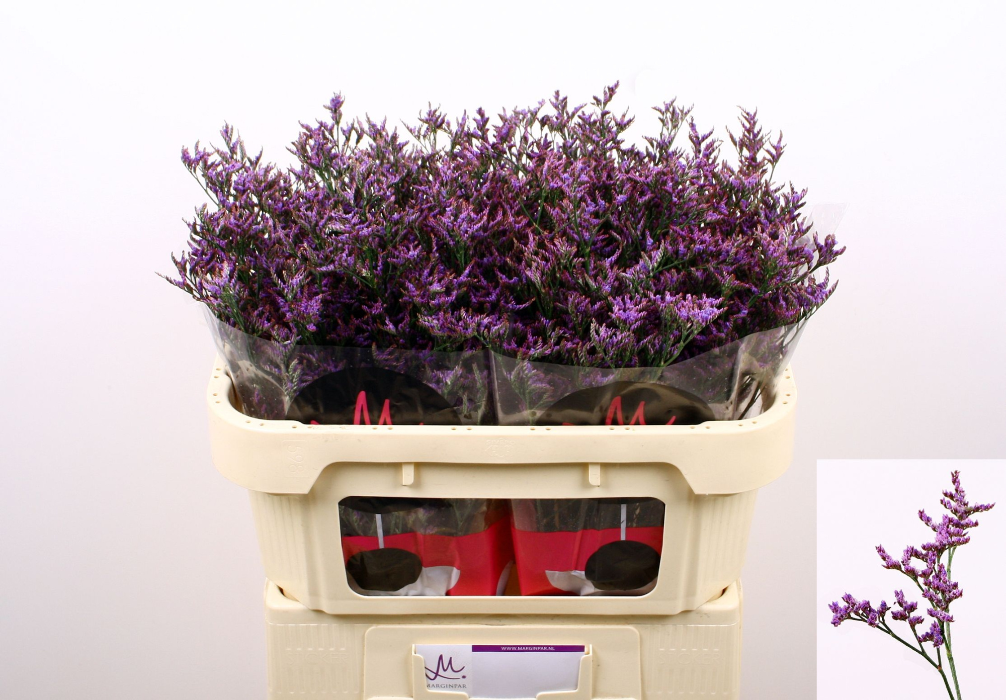 Лимониум Сафора Дарк Блю 70, шт.