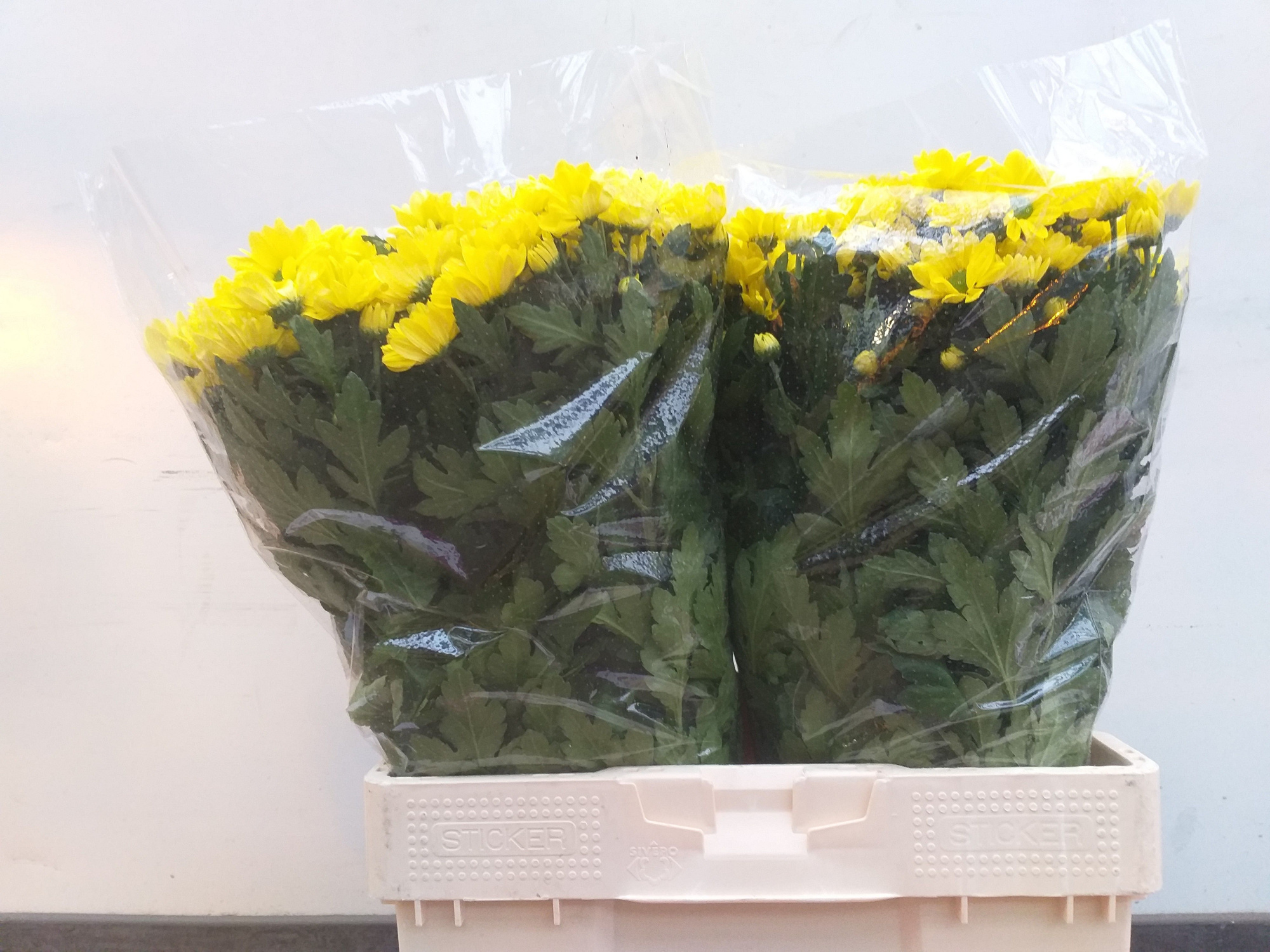 Хризантема куст. Балтика Еллоу 60, шт.