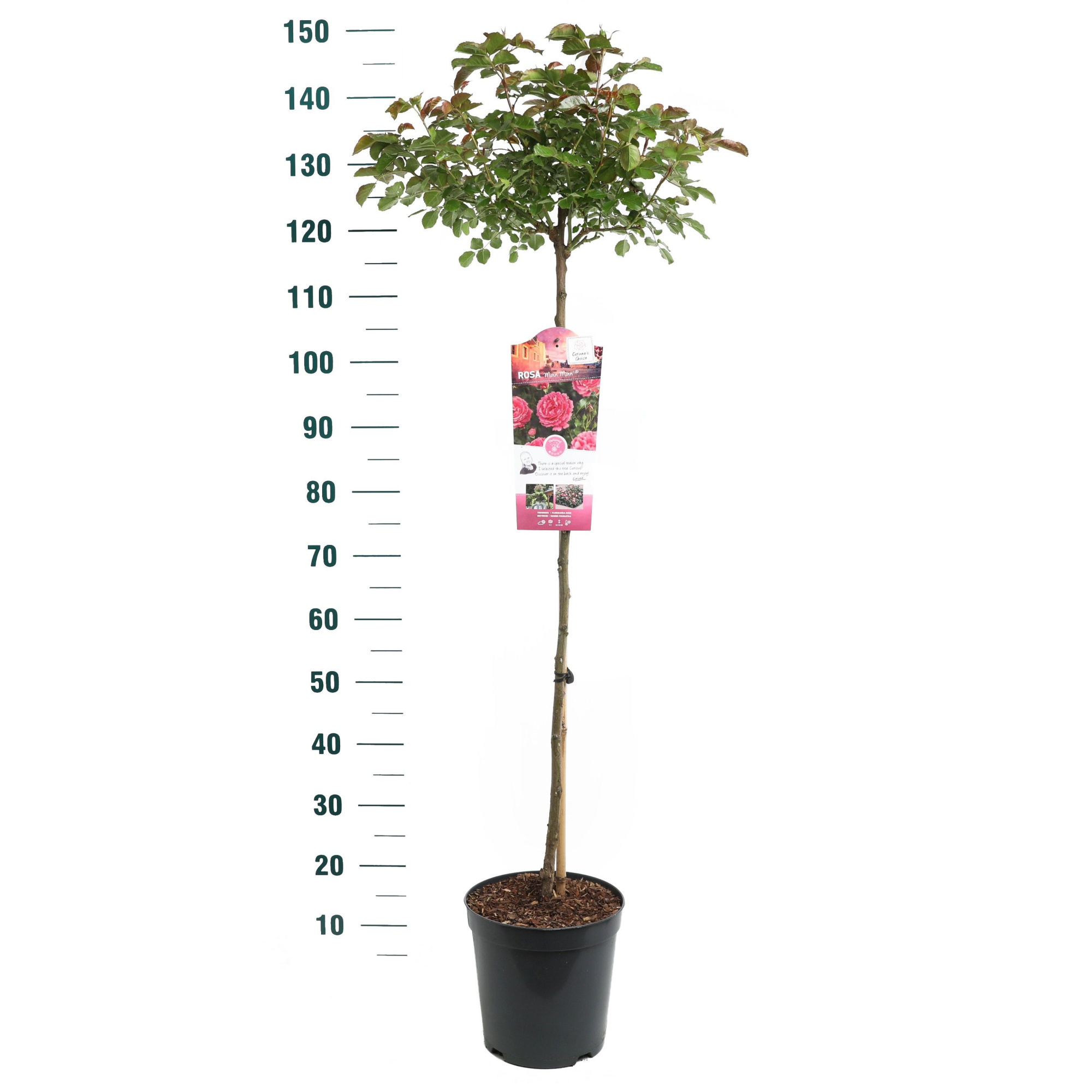 Rosa 'Moin Moin' - 90 Stam - Exclusive Collection, D 24 cm