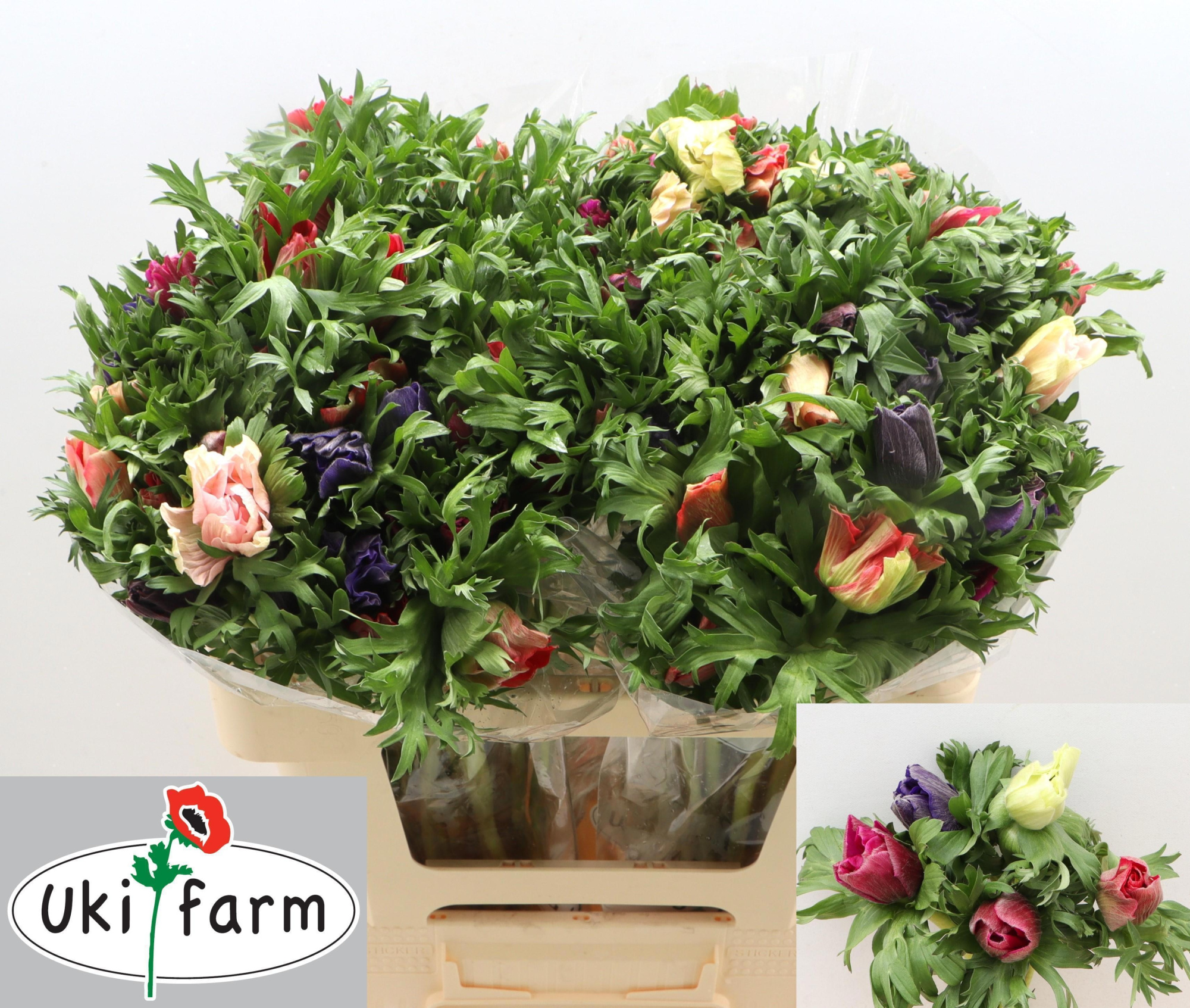 Анемон Микс в пачке 55, шт.