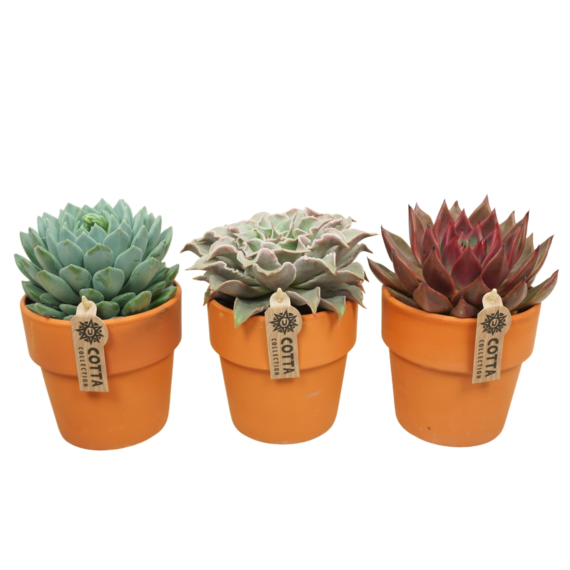 Echeveria mix in 15 cm 'Terracotta Kraagpot', D 13