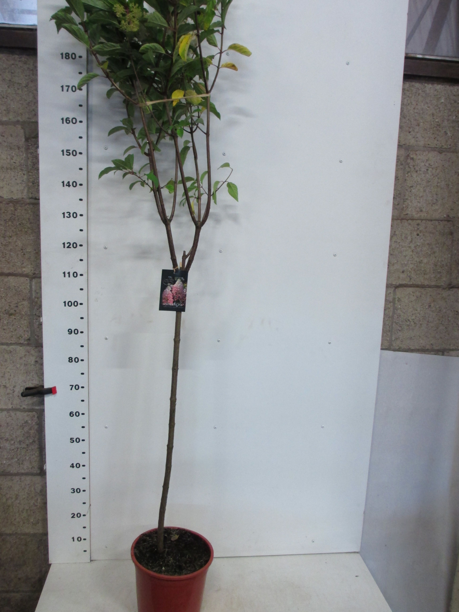 Hydrangea pan. Angel's Blush 110 stam P28, D 28 cm