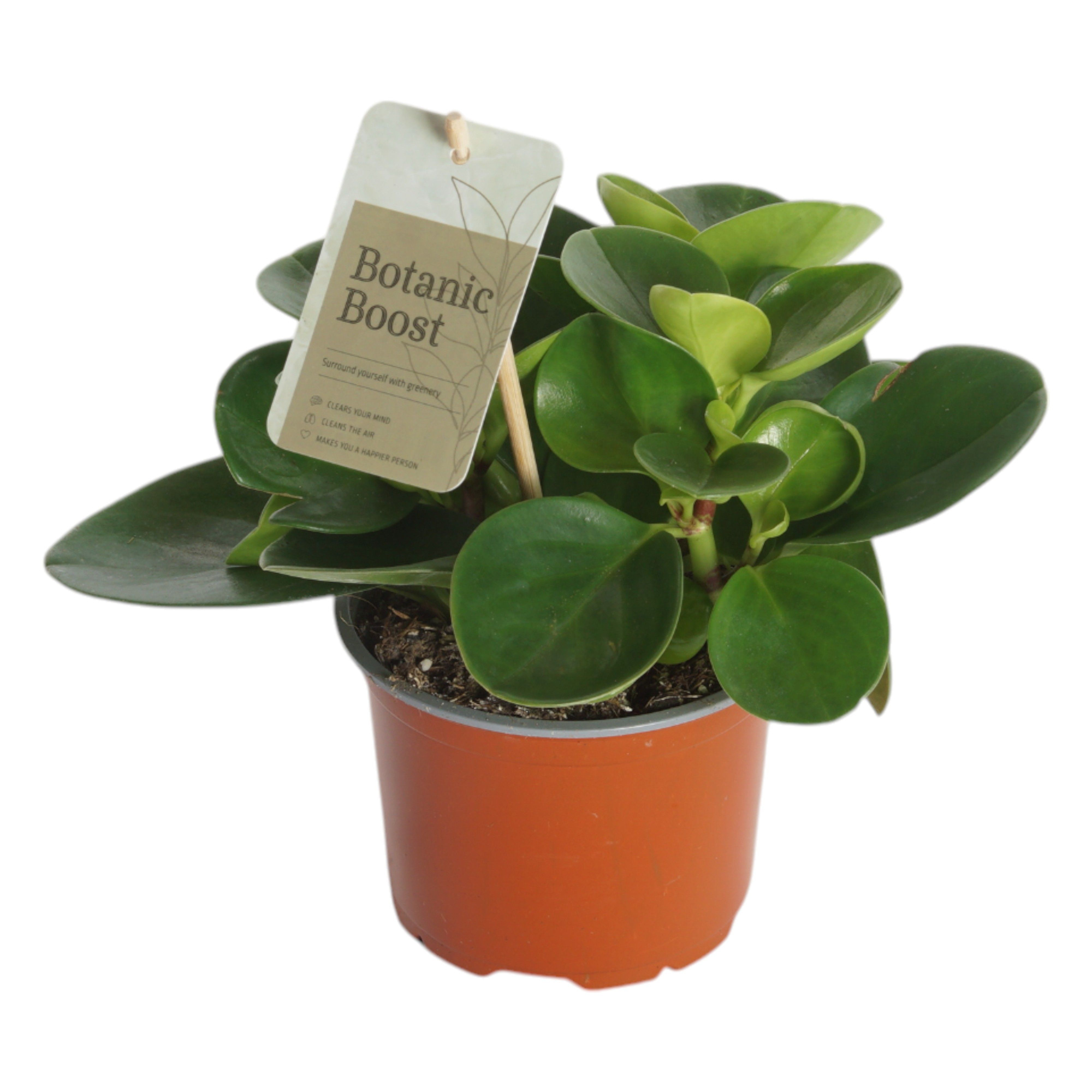 P12 Peperomia Obtusifolia Green, D 12 cm