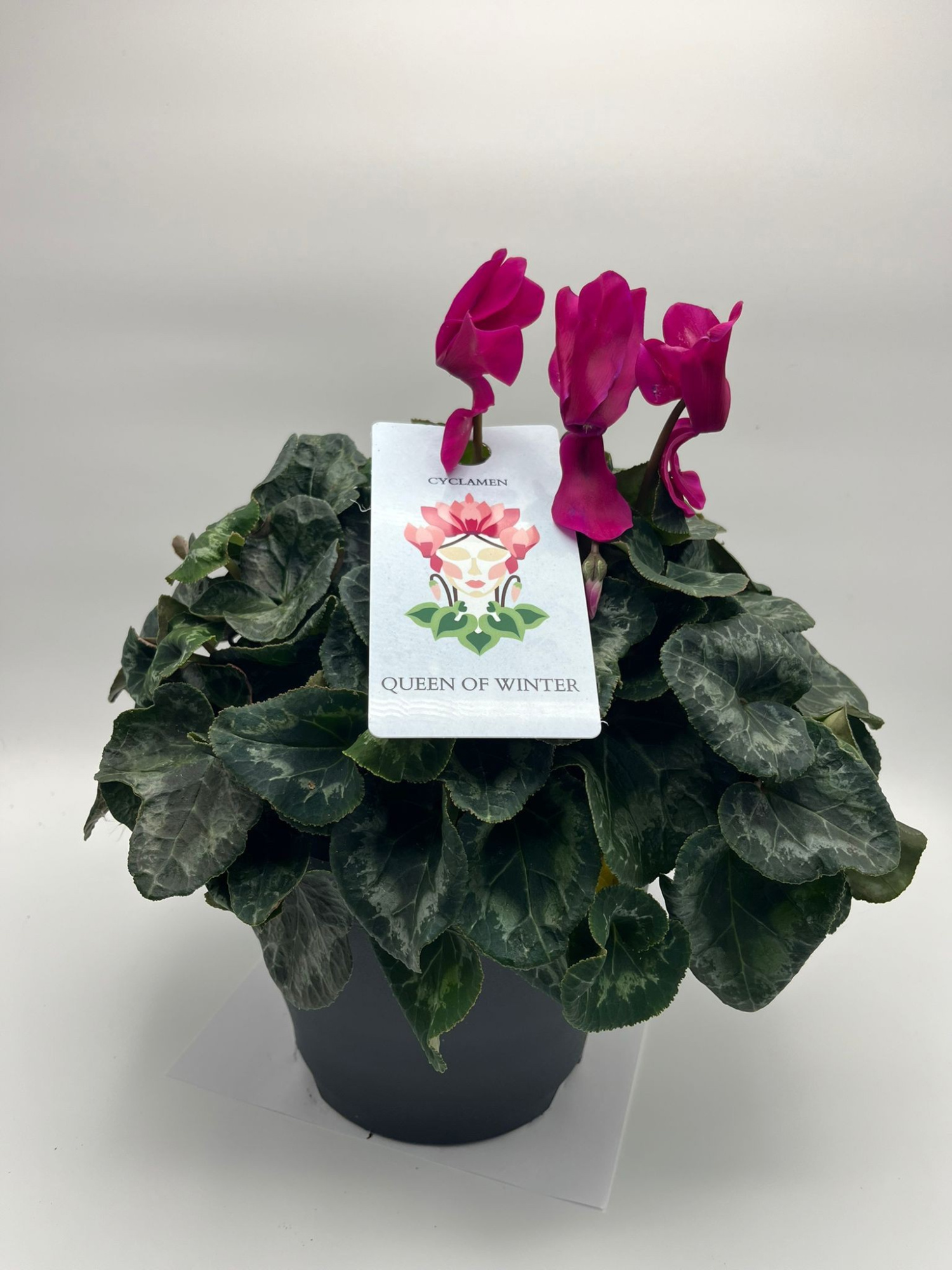 CYCLAMEN MAMMOTH VIOLET, D 23