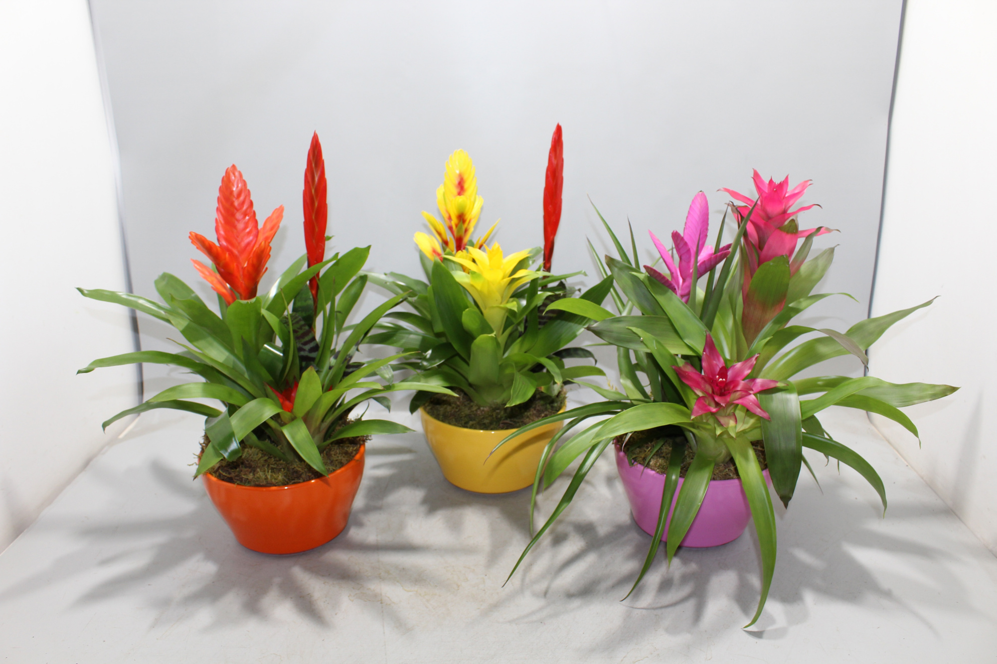 Bromelia Coupe Exotic 20CM Classic, D 20
