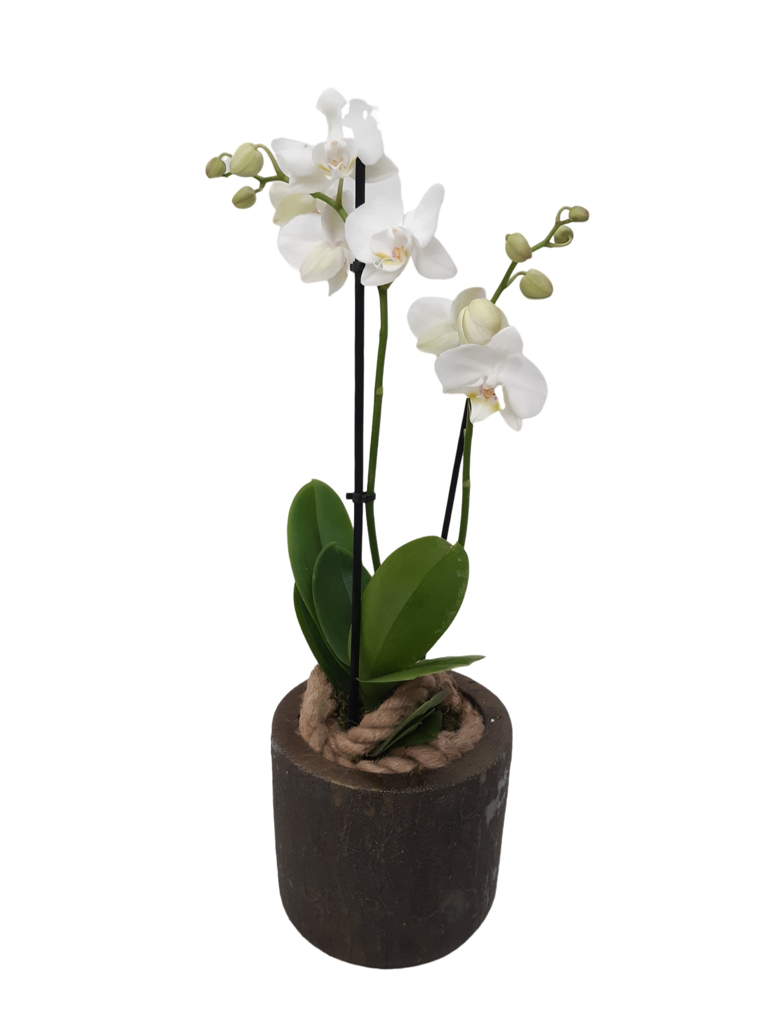 RCC16PHA Rude Copper Cilinder Pot Phalaenopsis 2t, D 16 cm