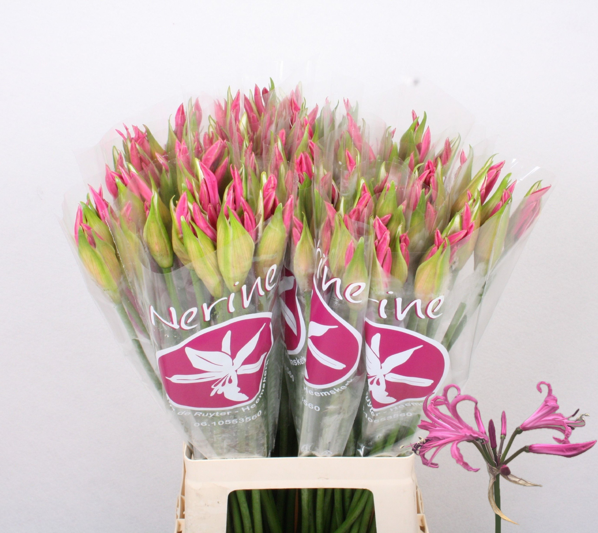 Нерине Рас Ван Рун 65, шт.