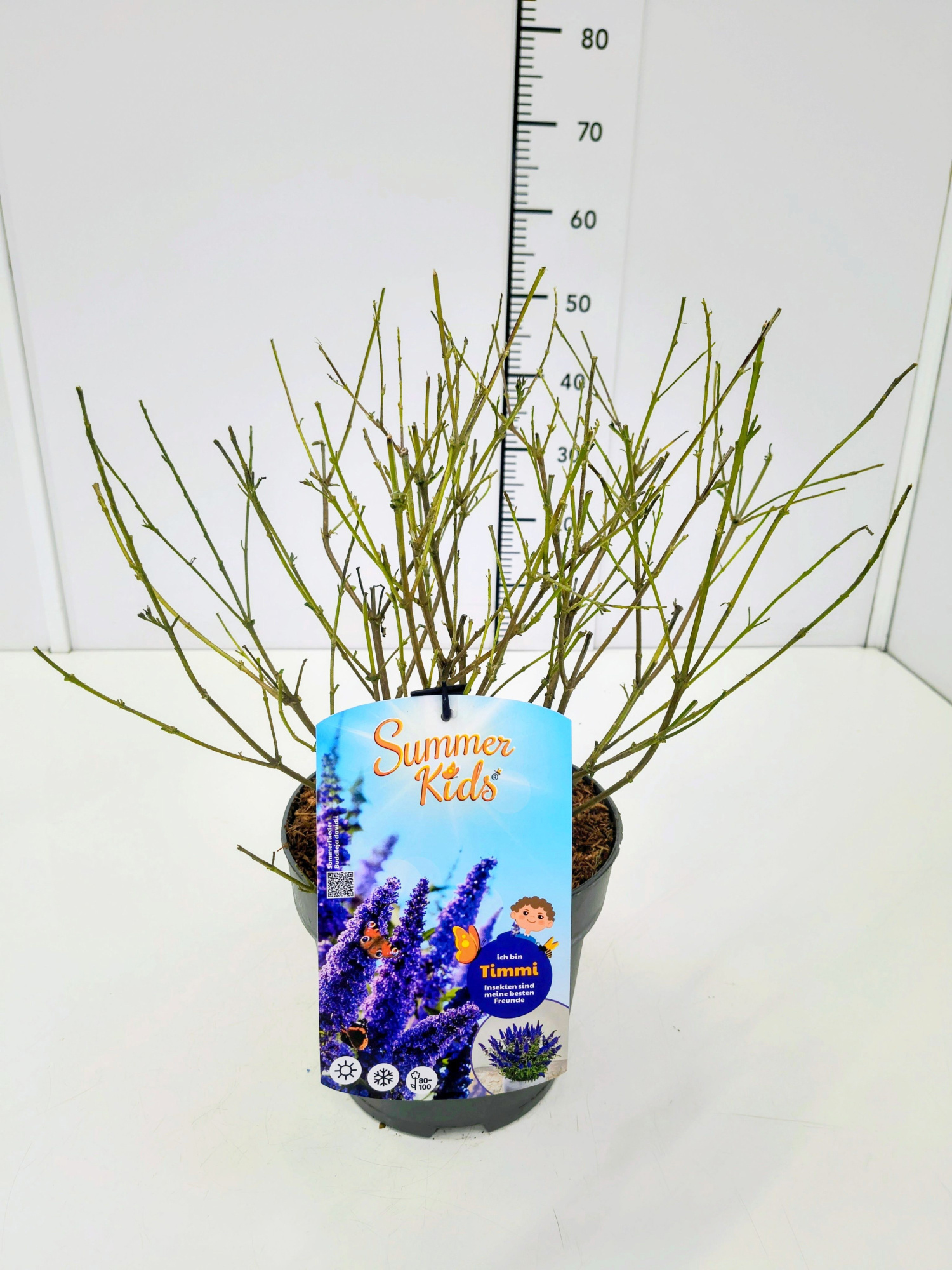 Buddleja d. 'Summer Kids® Timmi' C5, D 23