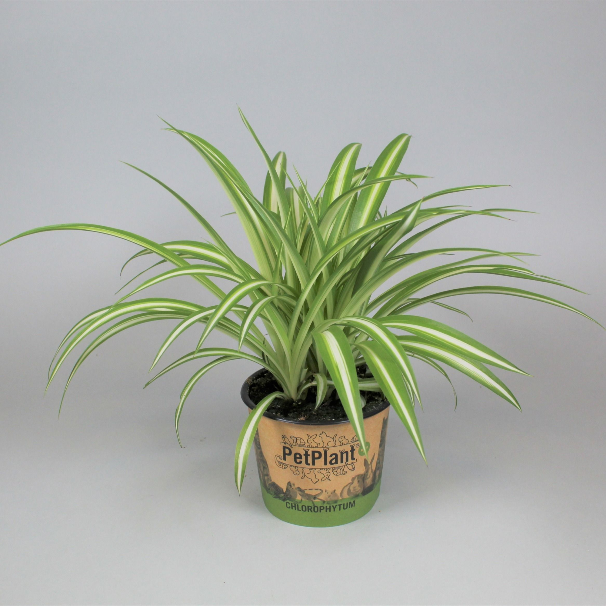 Chlorophytum comosum Variegatum PetPlant potcover, D 12 cm