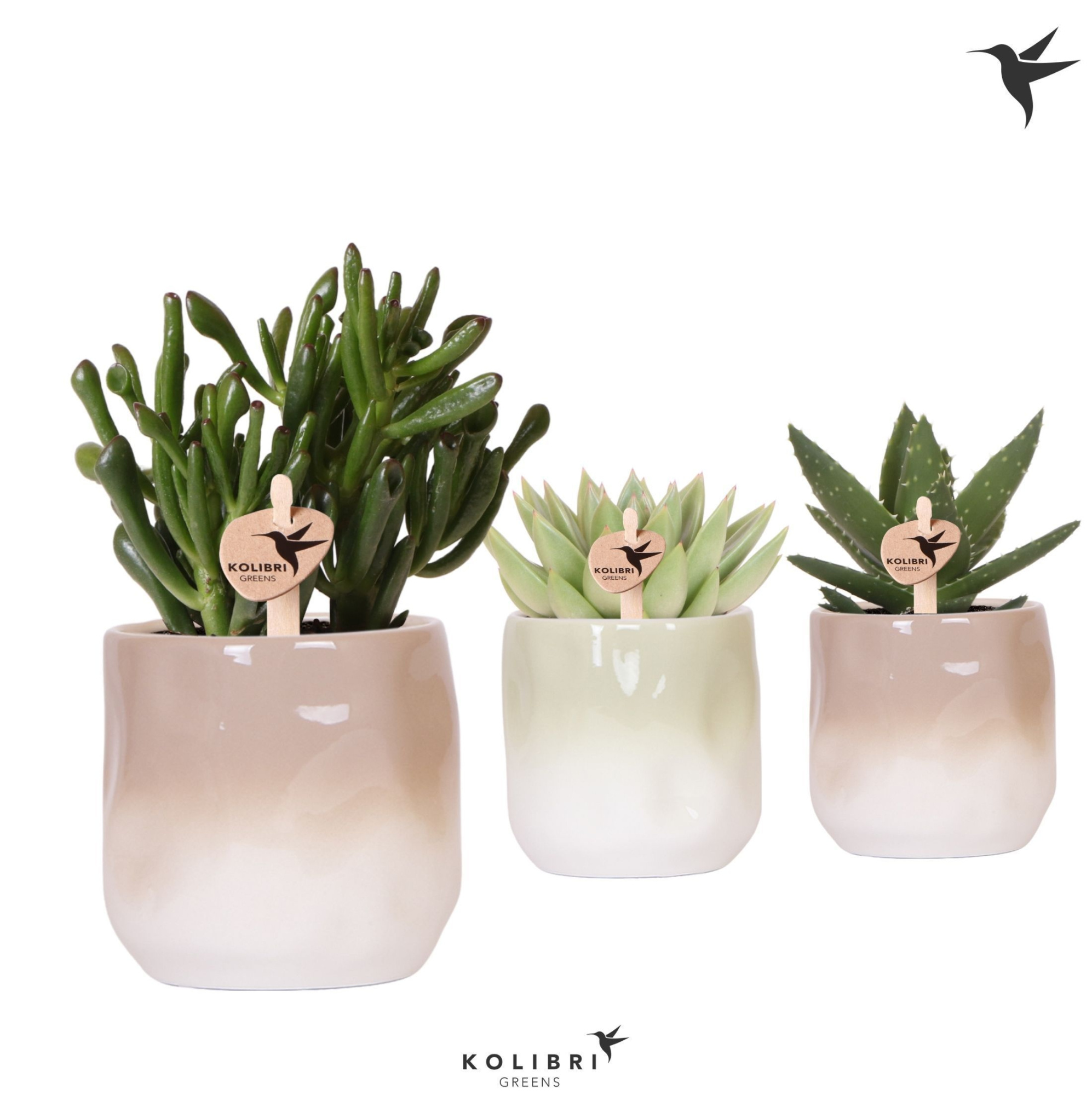 Kolibri Greens Succulenten mix in Gradience pot sand mix, D 9 cm