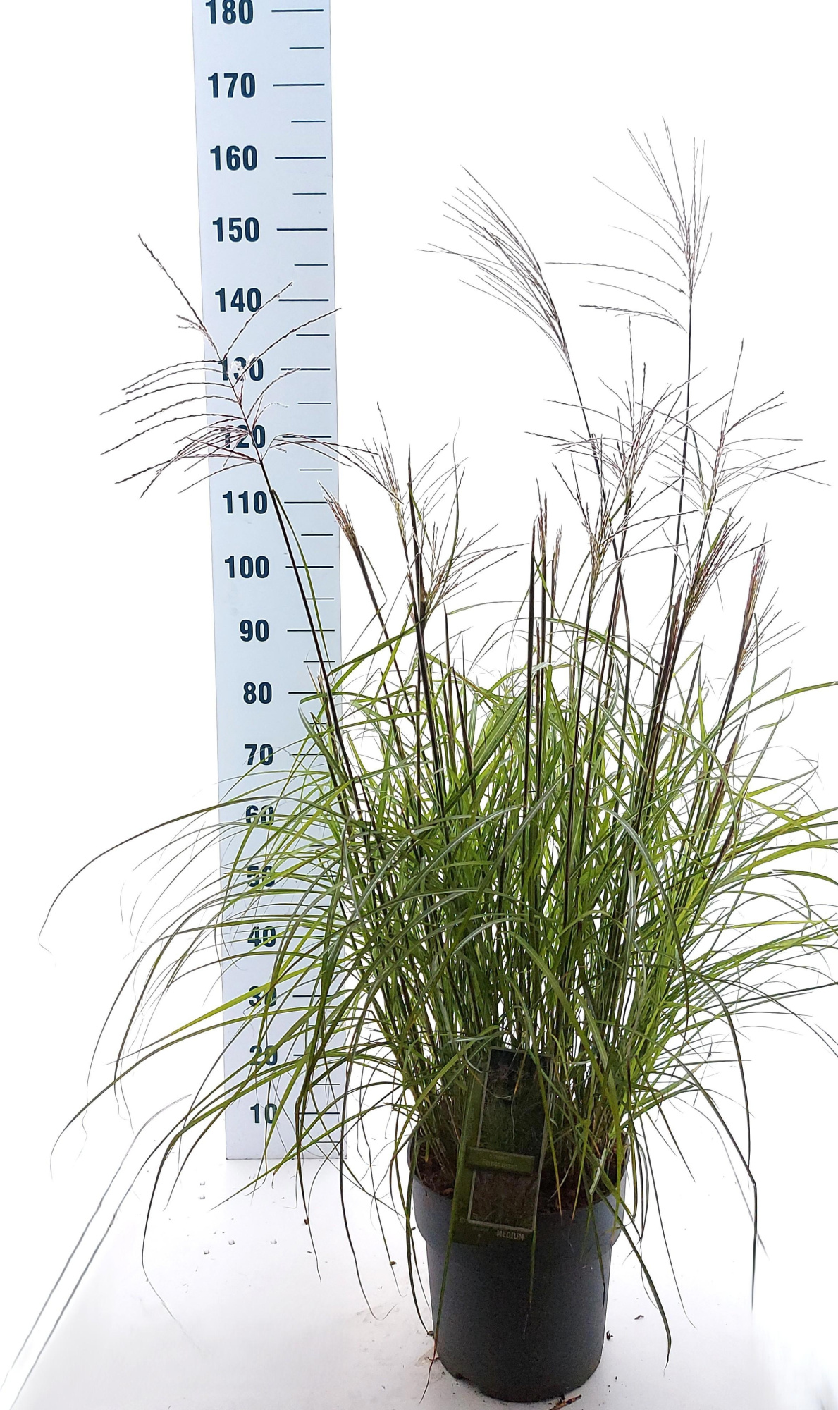 Miscanthus sin. 'Ferner Osten', D 29 cm