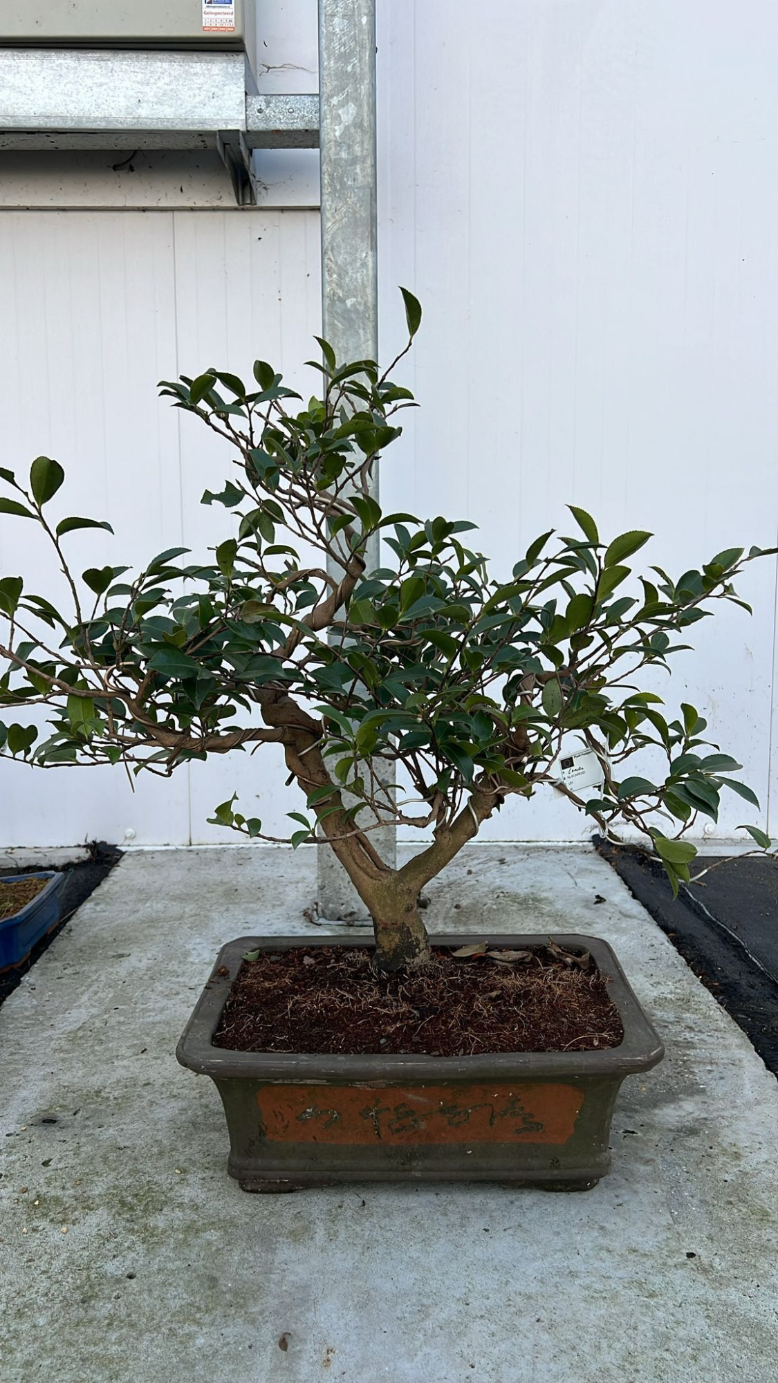 Camellia japonica, pot 41cm, height 65cm. (single item), D 41 cm