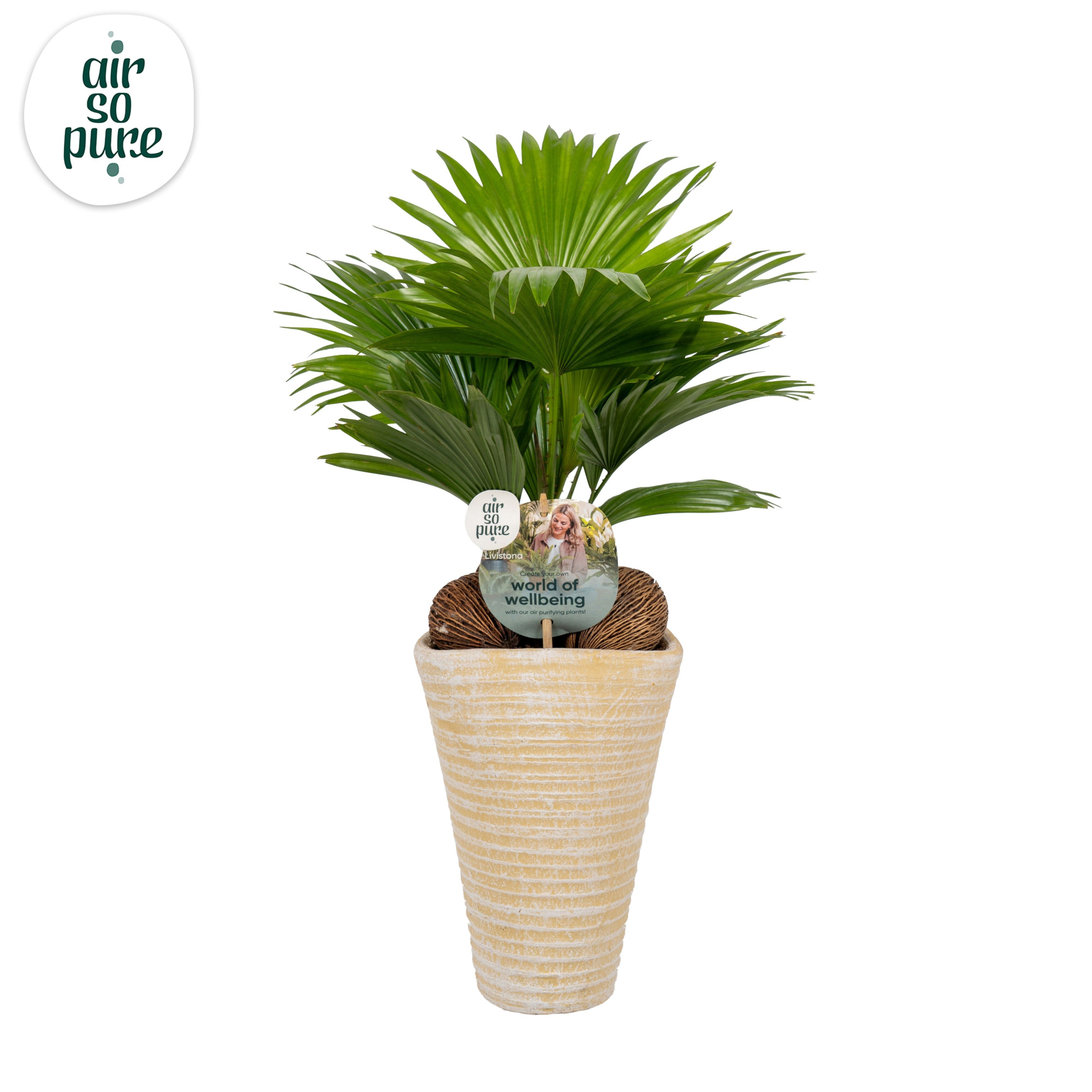 Livistona rotundifolia11 s Aspd Air So Pure Creme pot, D 16 cm