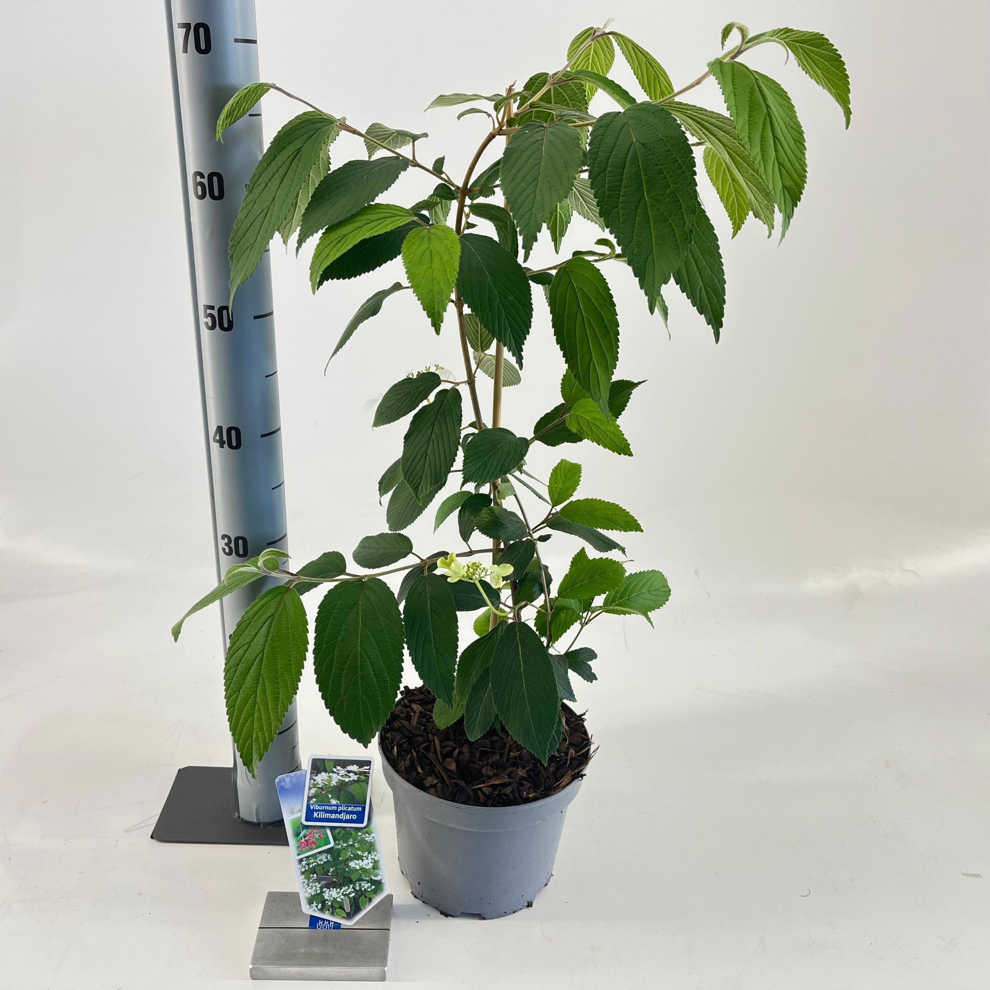 Viburnum plic. Kilimandjaro® ('JWW-1'PBR), D 19 cm