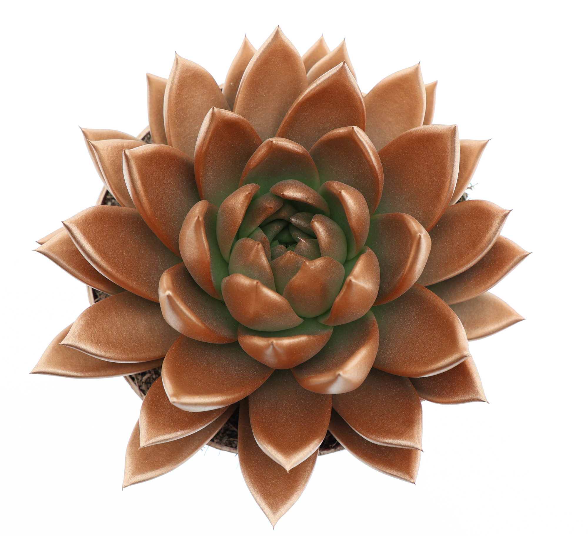 Rainbow bronze, D 17