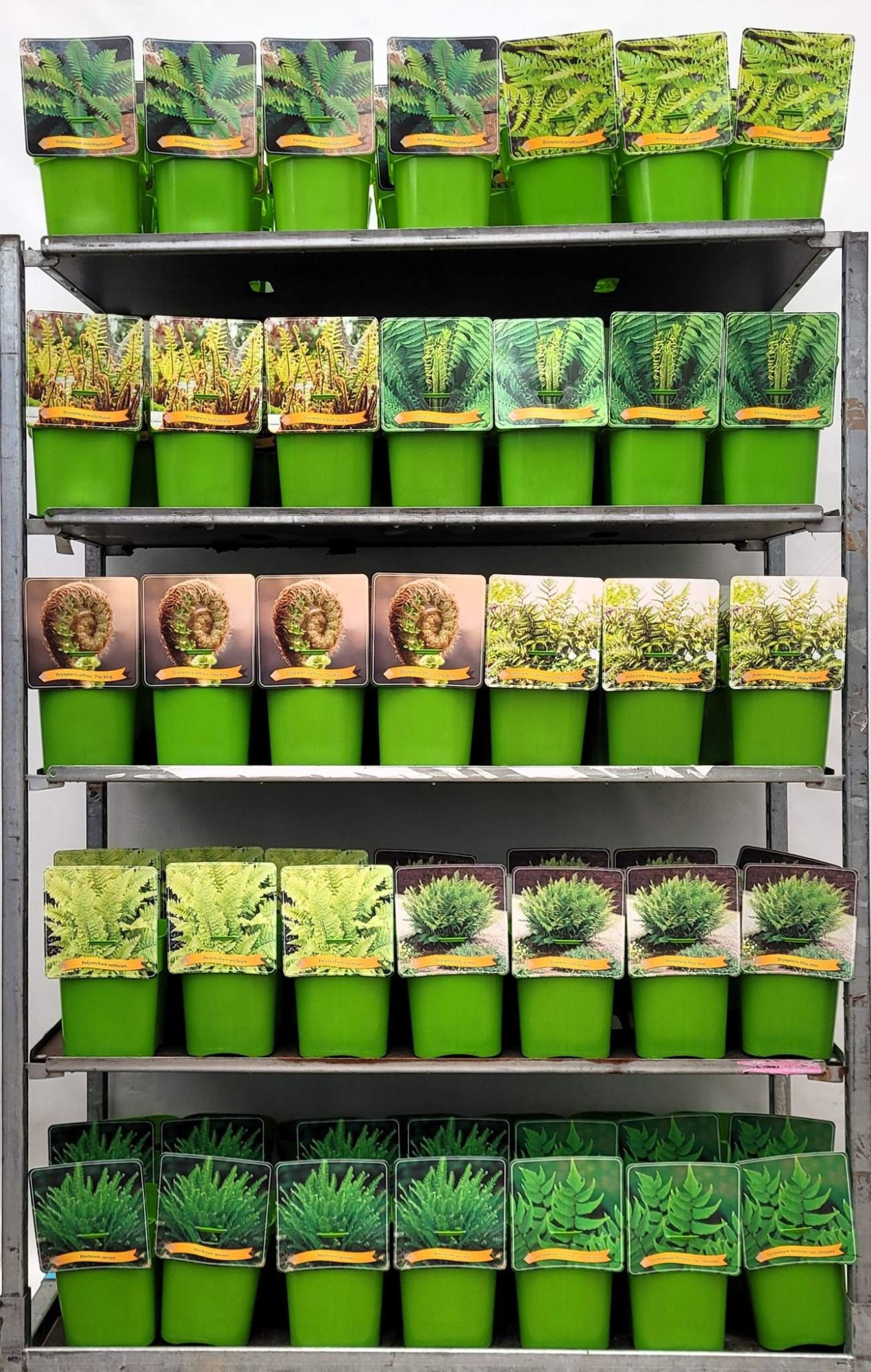 Varens Mix CC C5, D 21 cm