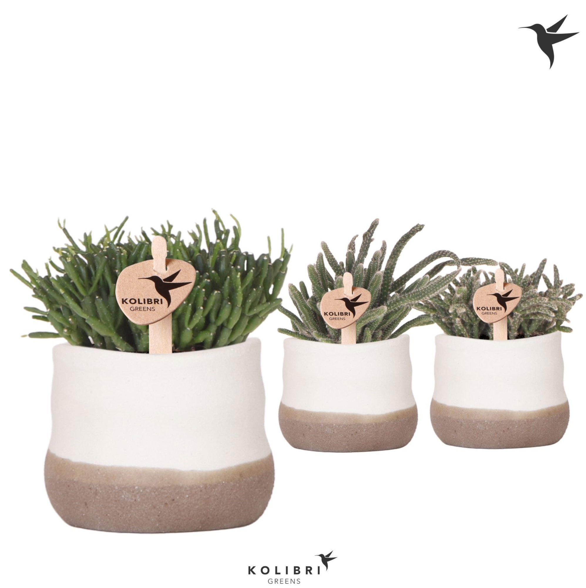 Kolibri Greens Rhipsalis mix in Imperfect Bag pot, D 6