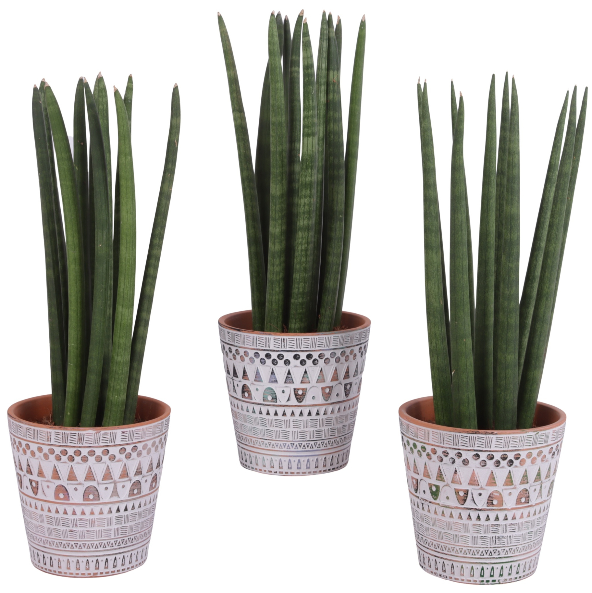 Sansevieria Cylindrica Straight 10 Leaf Ø14cm Ceramic Pot Inca, D 14