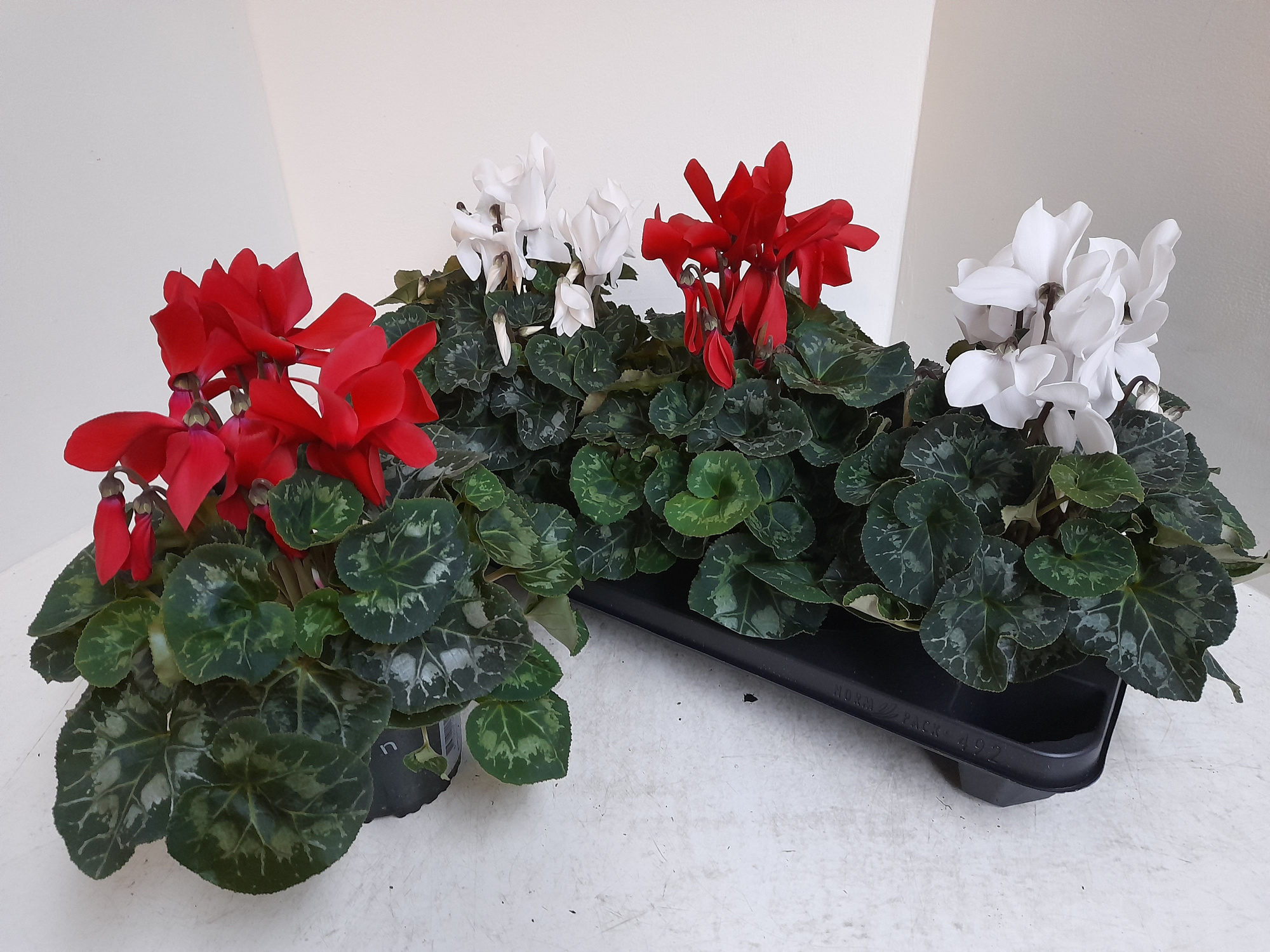 Cyclamdn 13 cm rood wit gemengd, D 13 cm