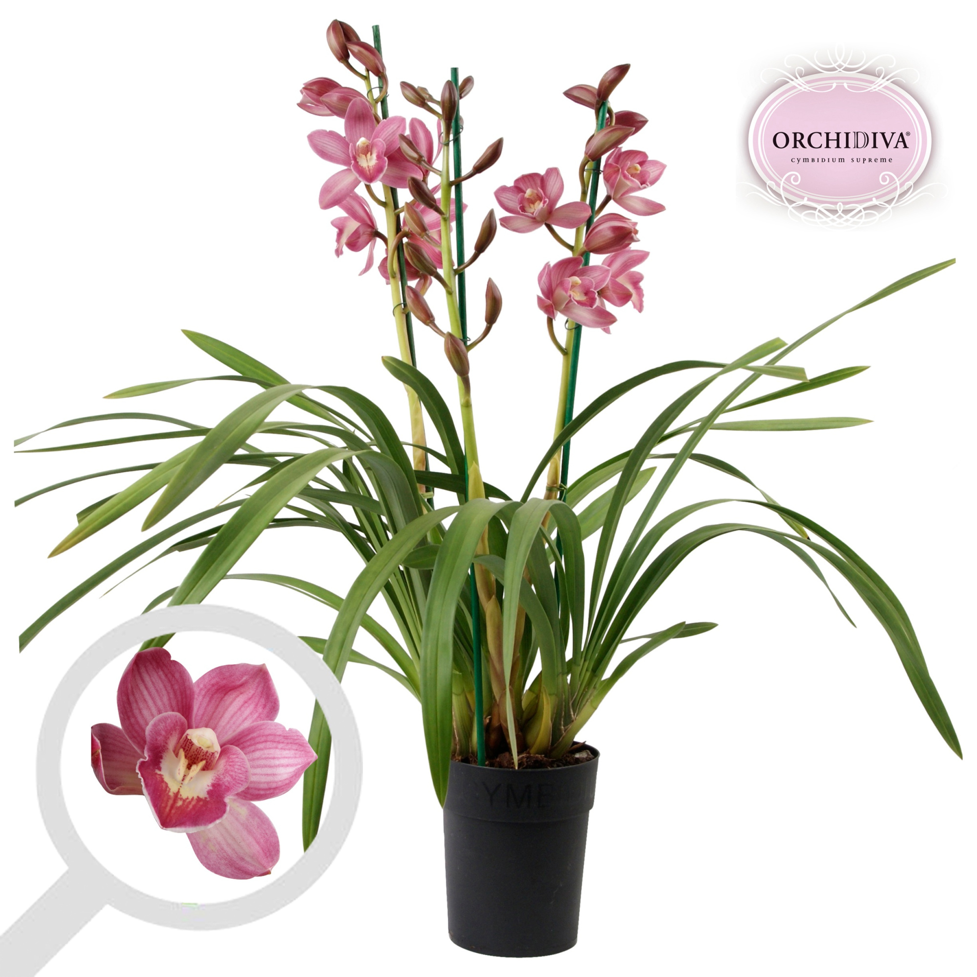 Cymbidium licht roze 3 tak, D 14 cm