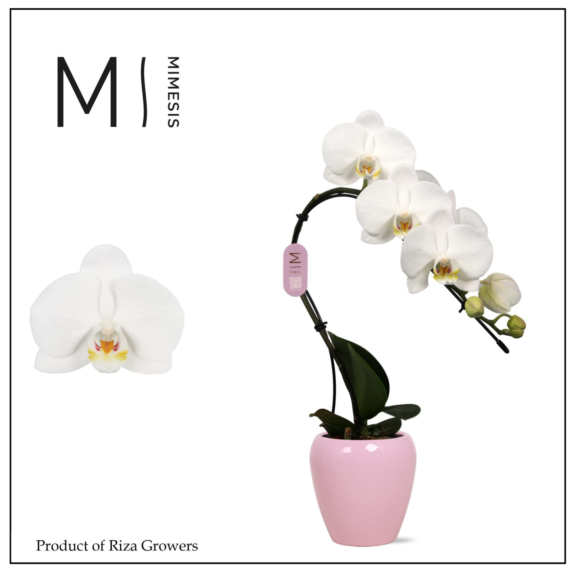 Phalaenopsis Swan White 1 spike - 7cm in Martine Pink Ceramic | Mimesis, D 7 cm
