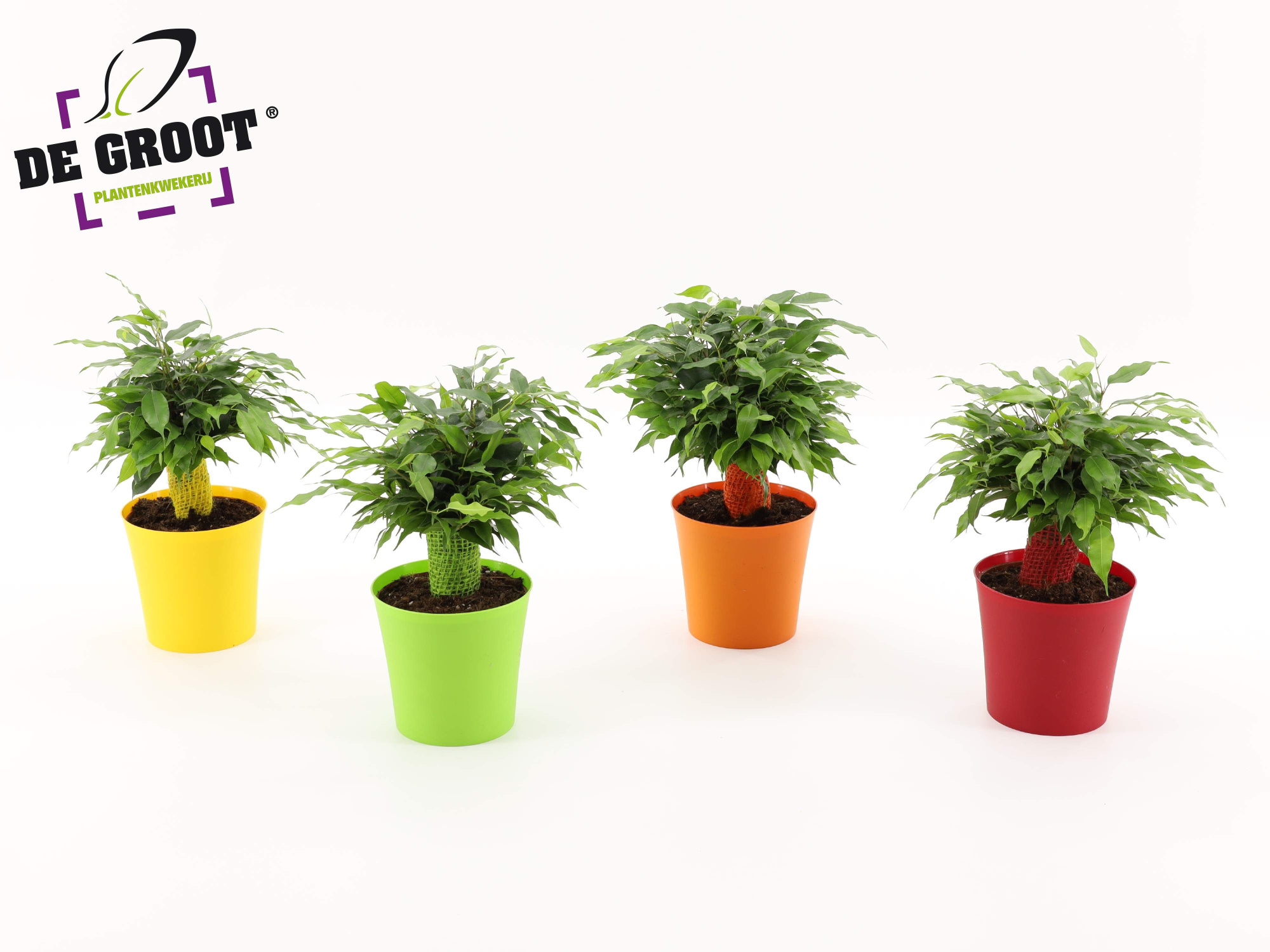 Ficus Green Kinky Ton-Sur-Ton, D 12 cm