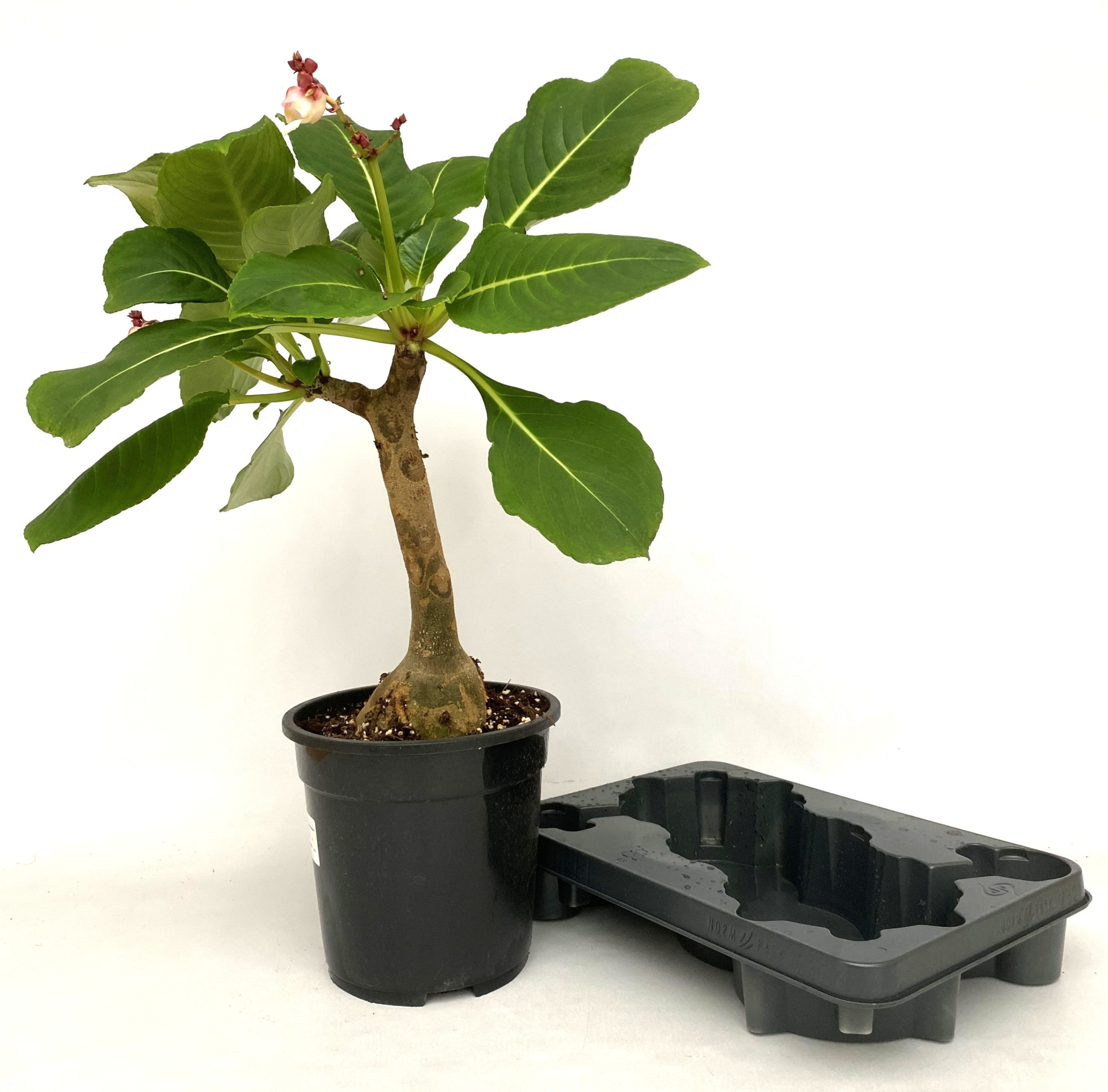 Impatiens 'Mirabilis', D 21 cm