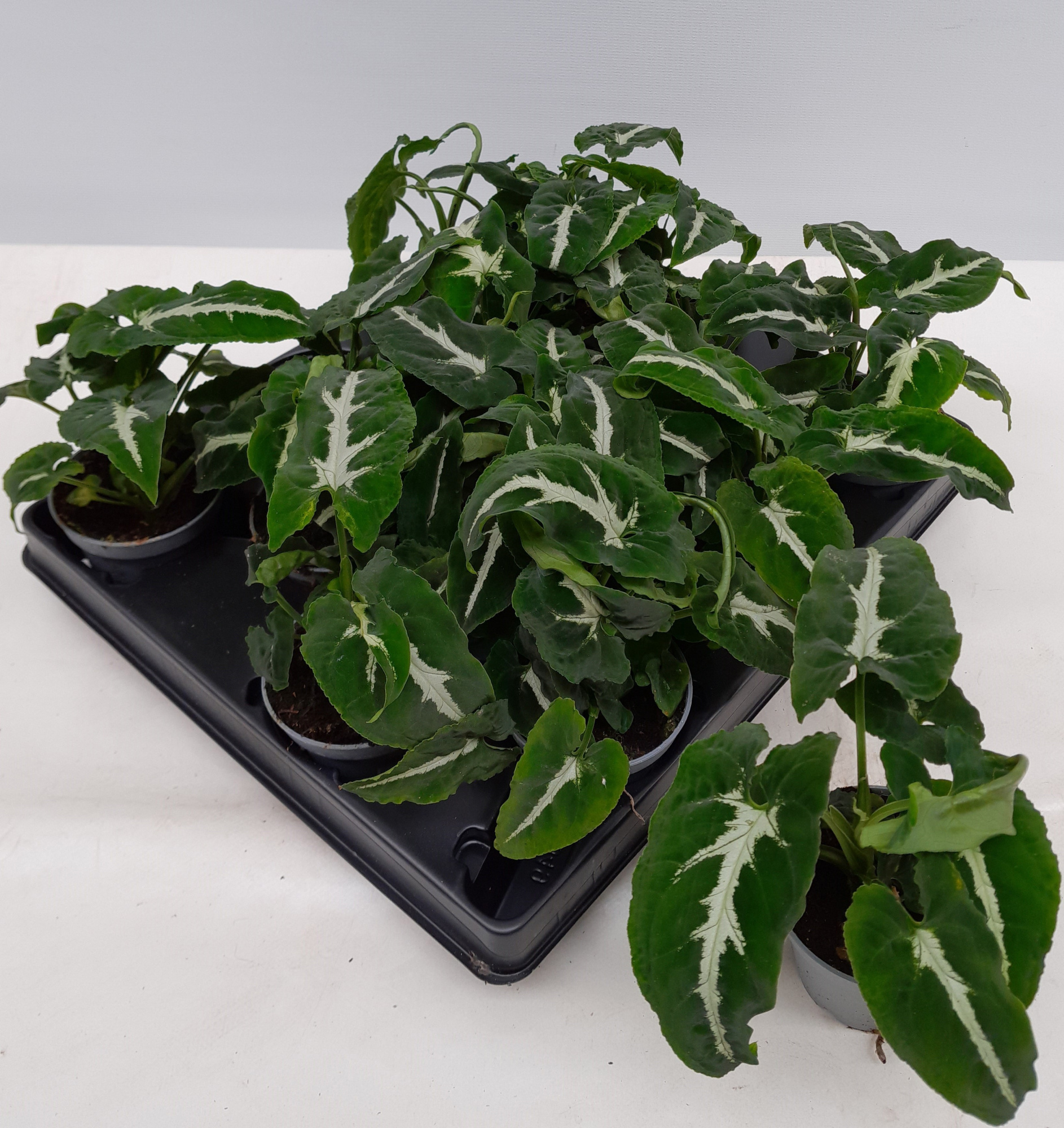 SYNGONIUM PODOPHYLLUM 'WENDLANDII', D 6 cm