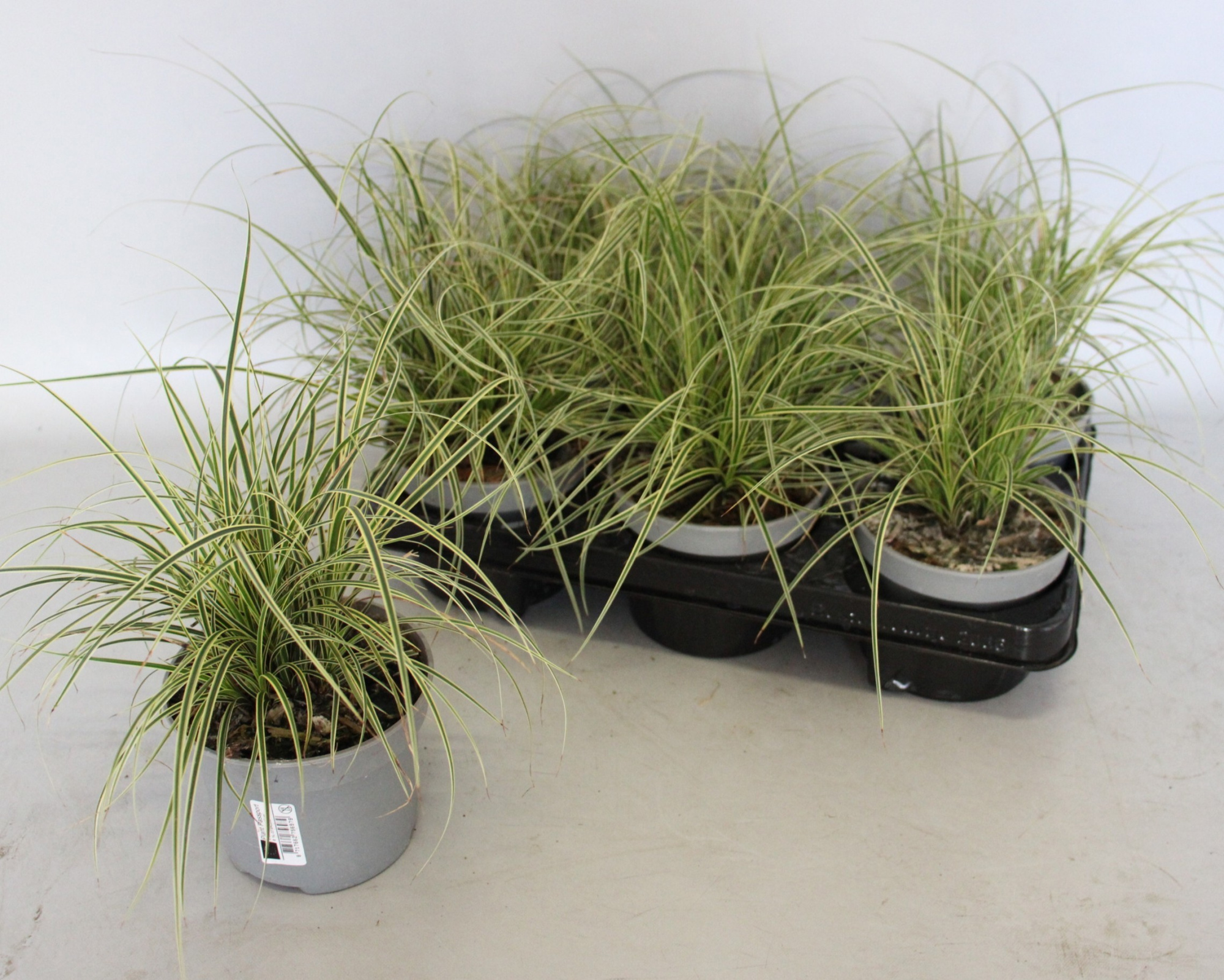 Vaste planten 12 cm Carex brunnea aureovariegata, D 12 cm