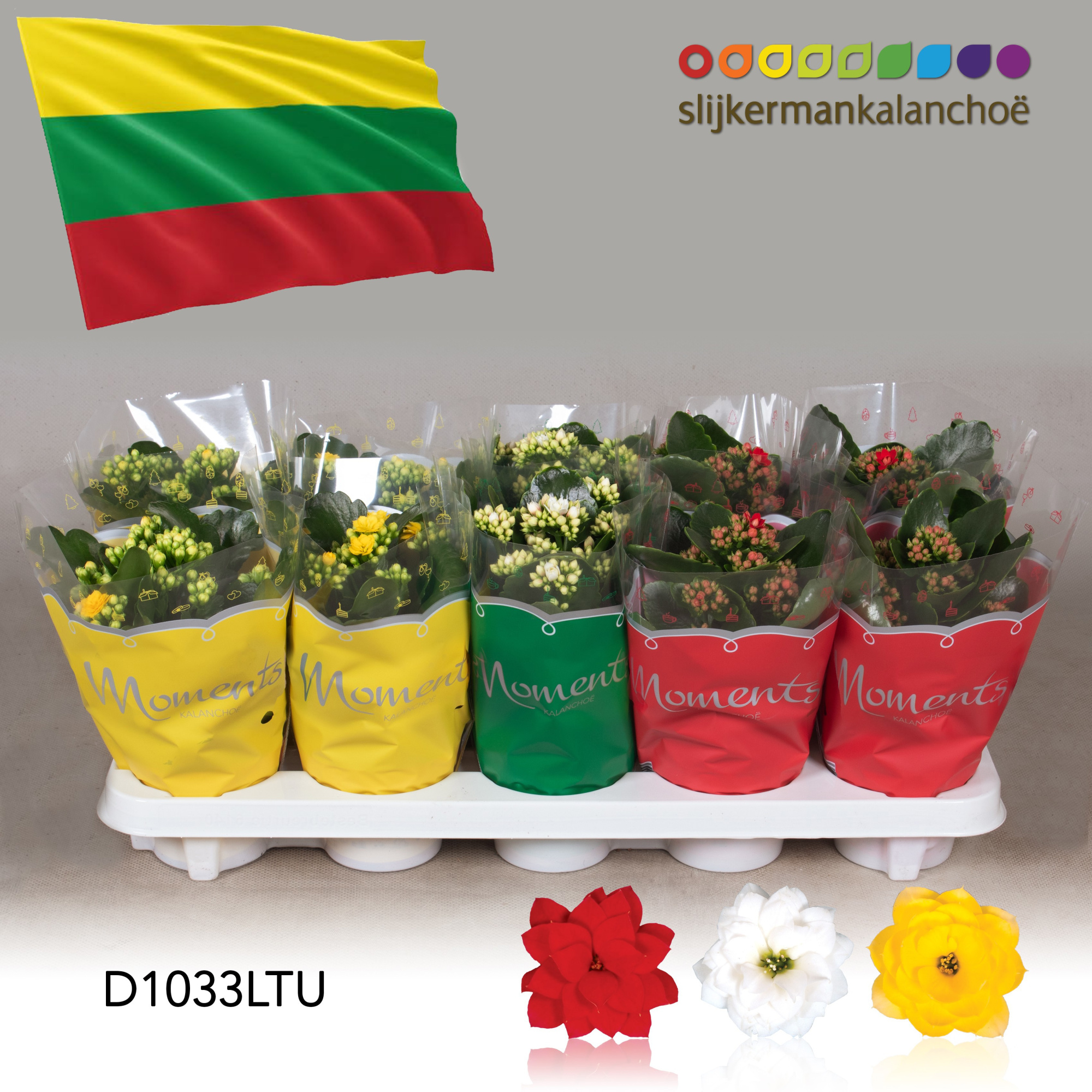 Kalanchoe Moments - Lithuania flag, D 10,5