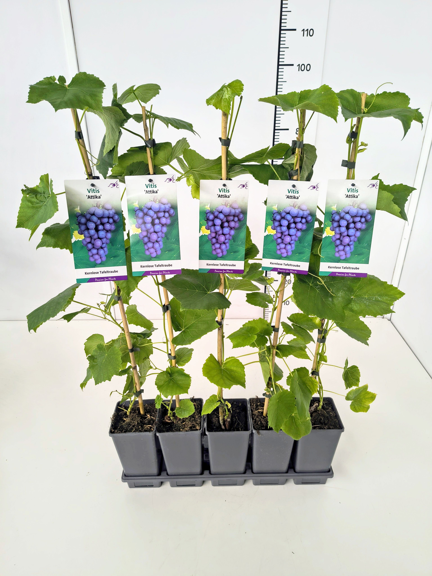 Vitis 'Attika' 80CMC2, D 17 cm