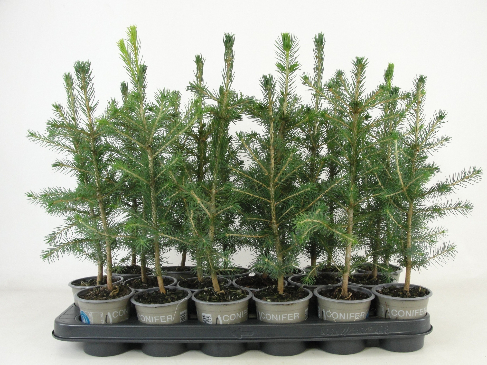 Picea abies, D 9 cm