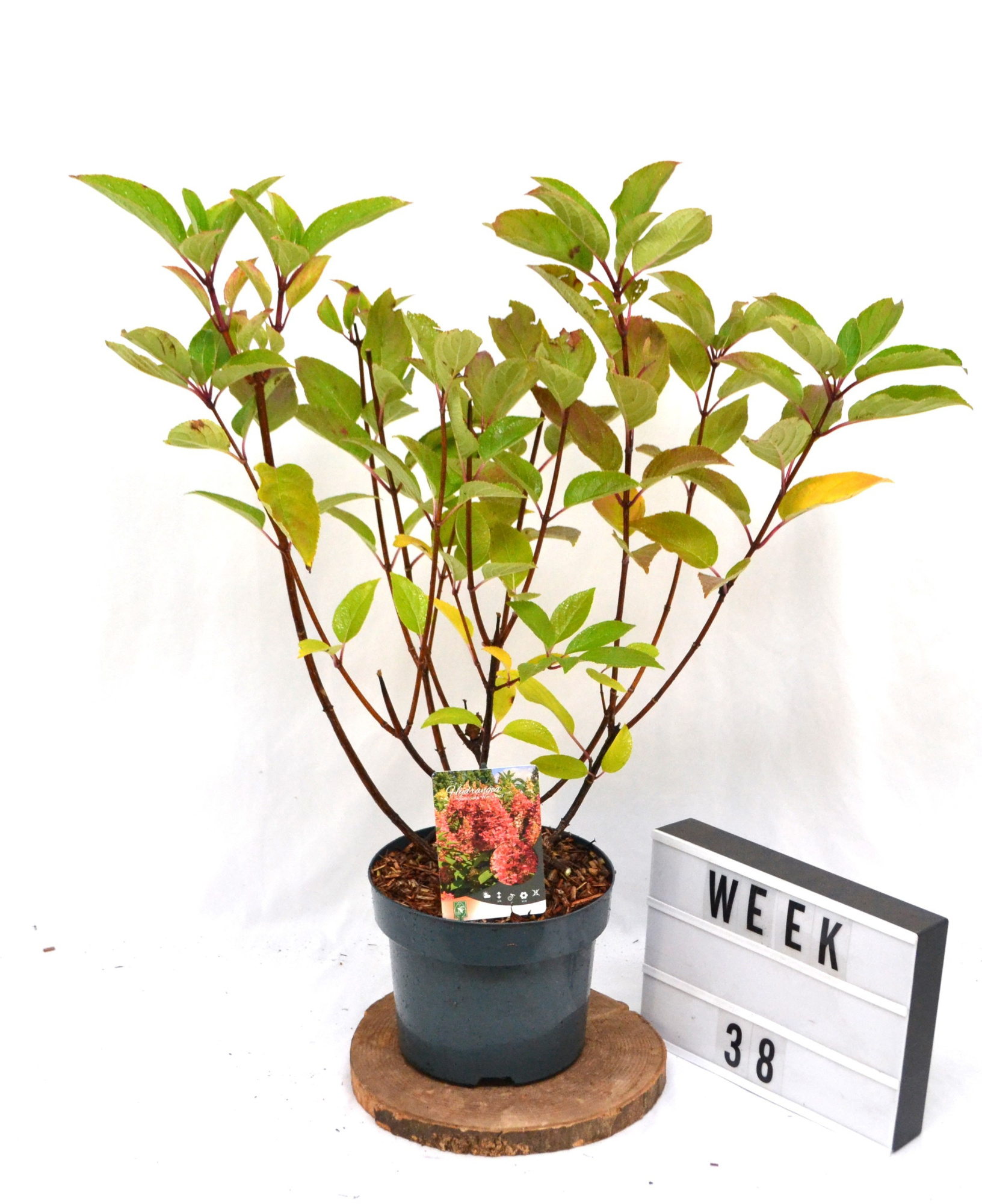 Hydrangea paniculata Wim's Red C5, D 23 cm