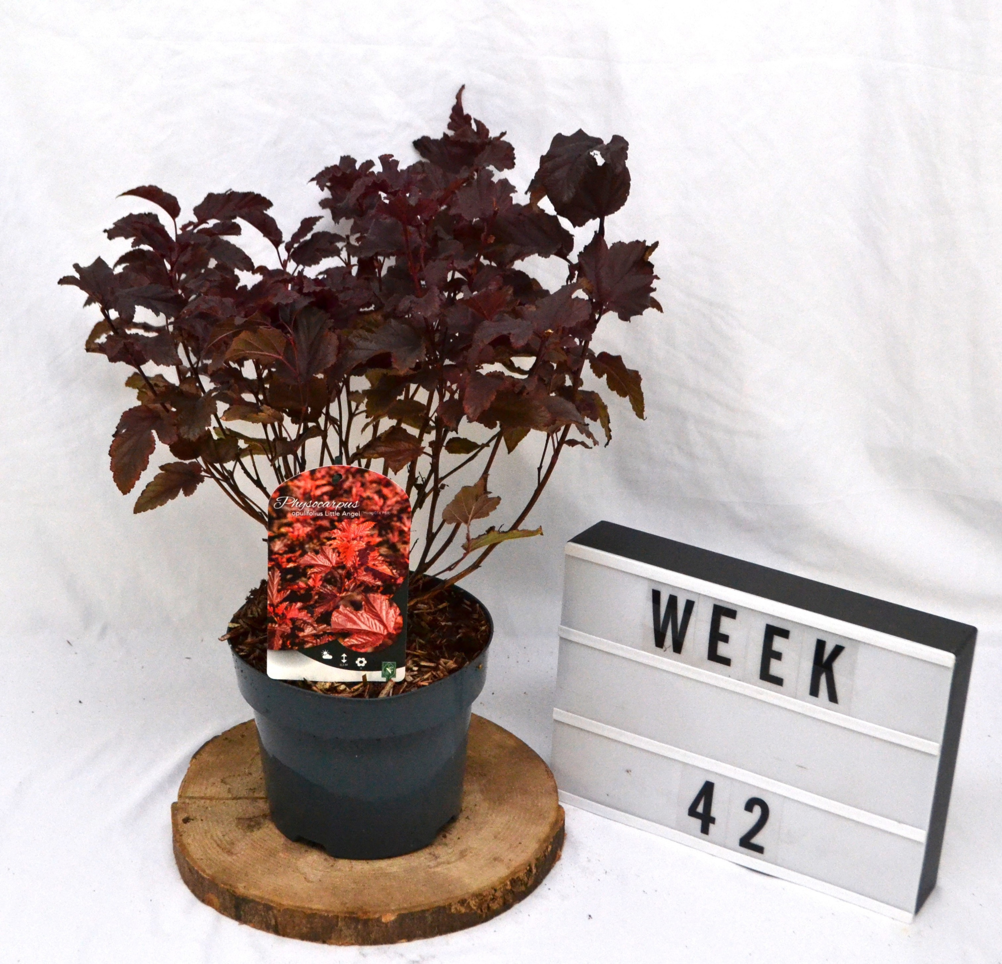 Physocarpus opulifolius Little Angel C3, D 19 cm