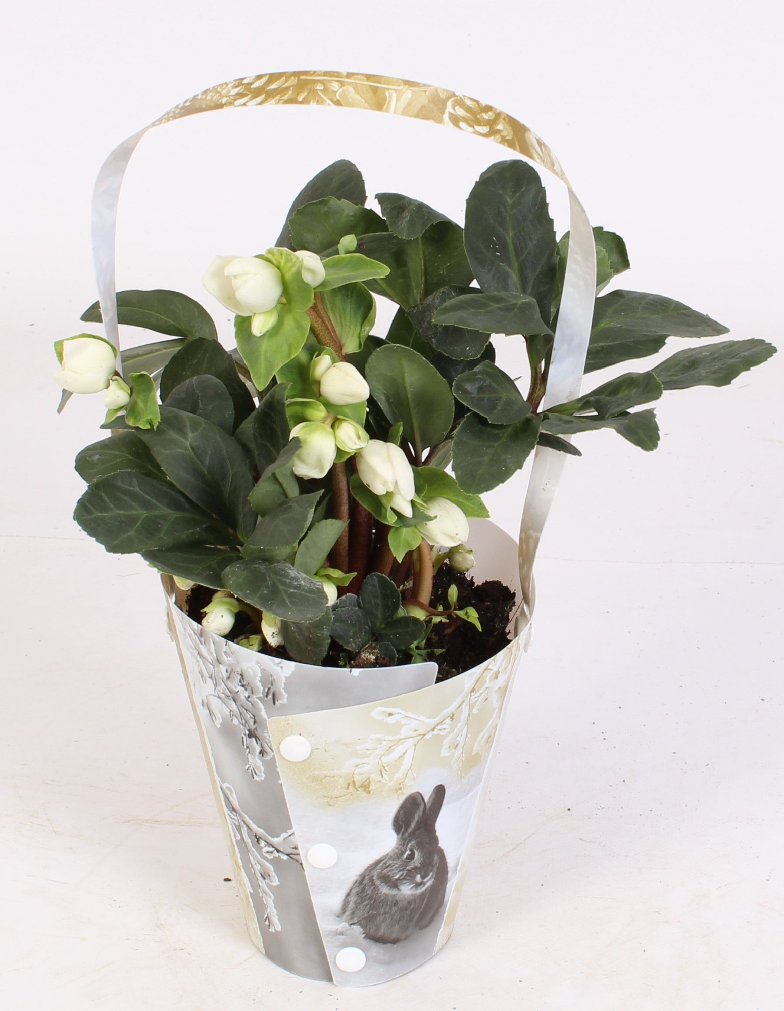 Helleborus Christmas Carol in draagtas winter, D 12 cm