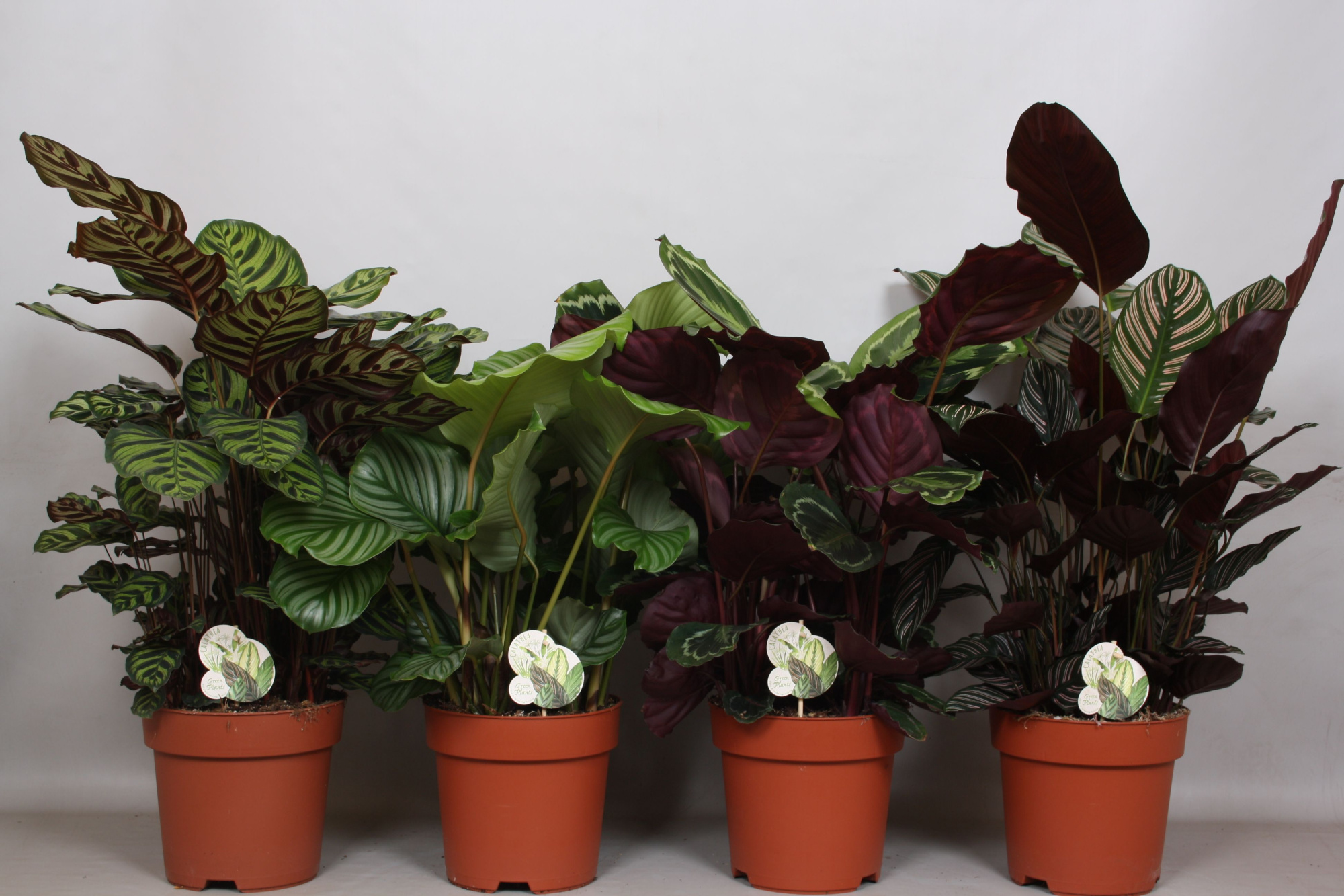 Calathea Mix 4 srt: Ornata, Medaillon, Makoyana, Orbifolia, D 24 cm