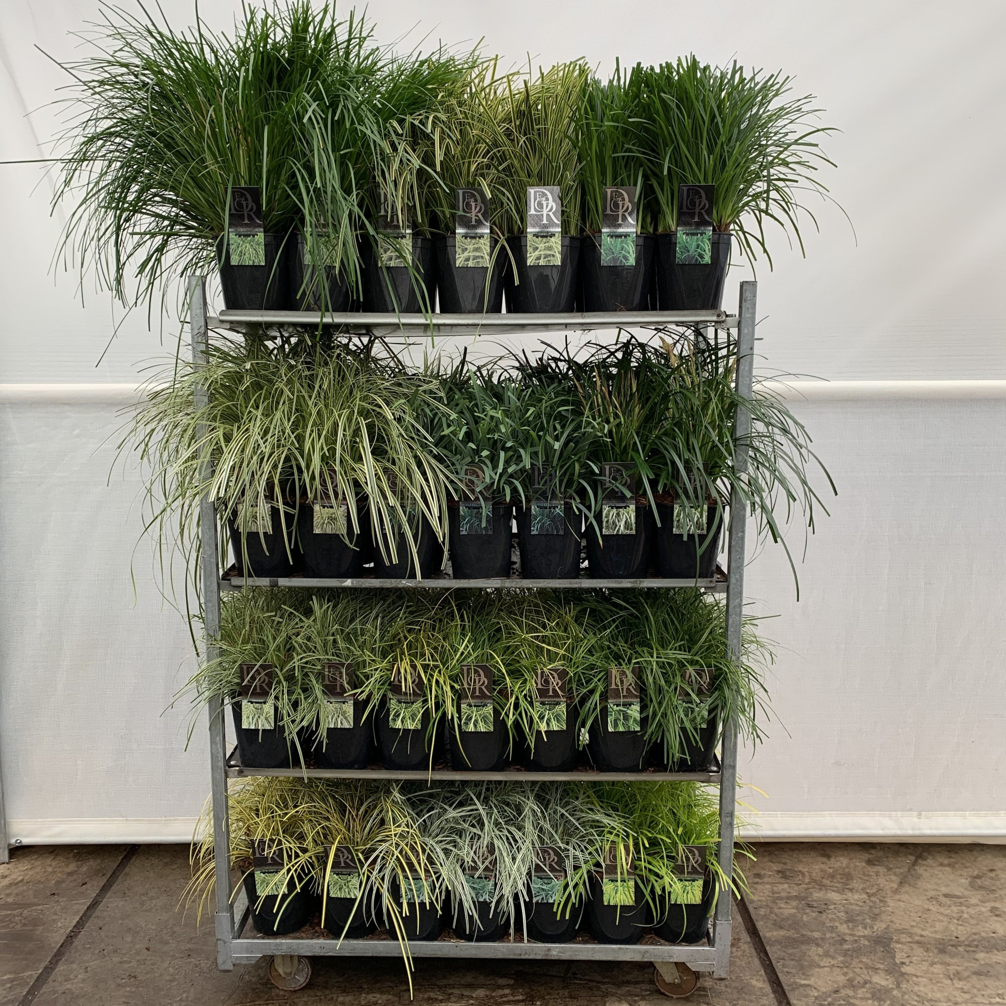 Siergras Mixcc V5, D 23 cm