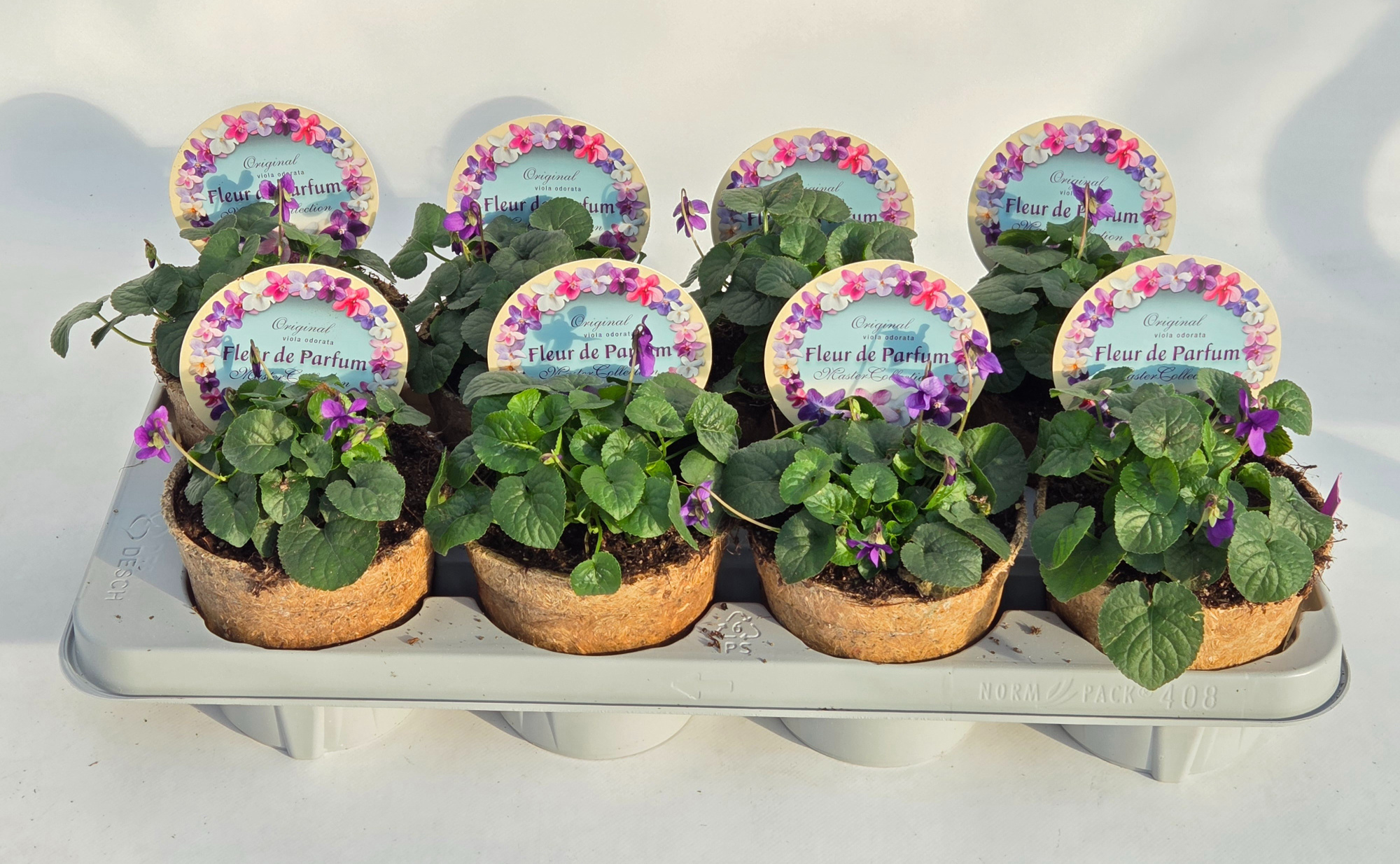 Viola Odorata "Fleur De Parfum", D 12,5