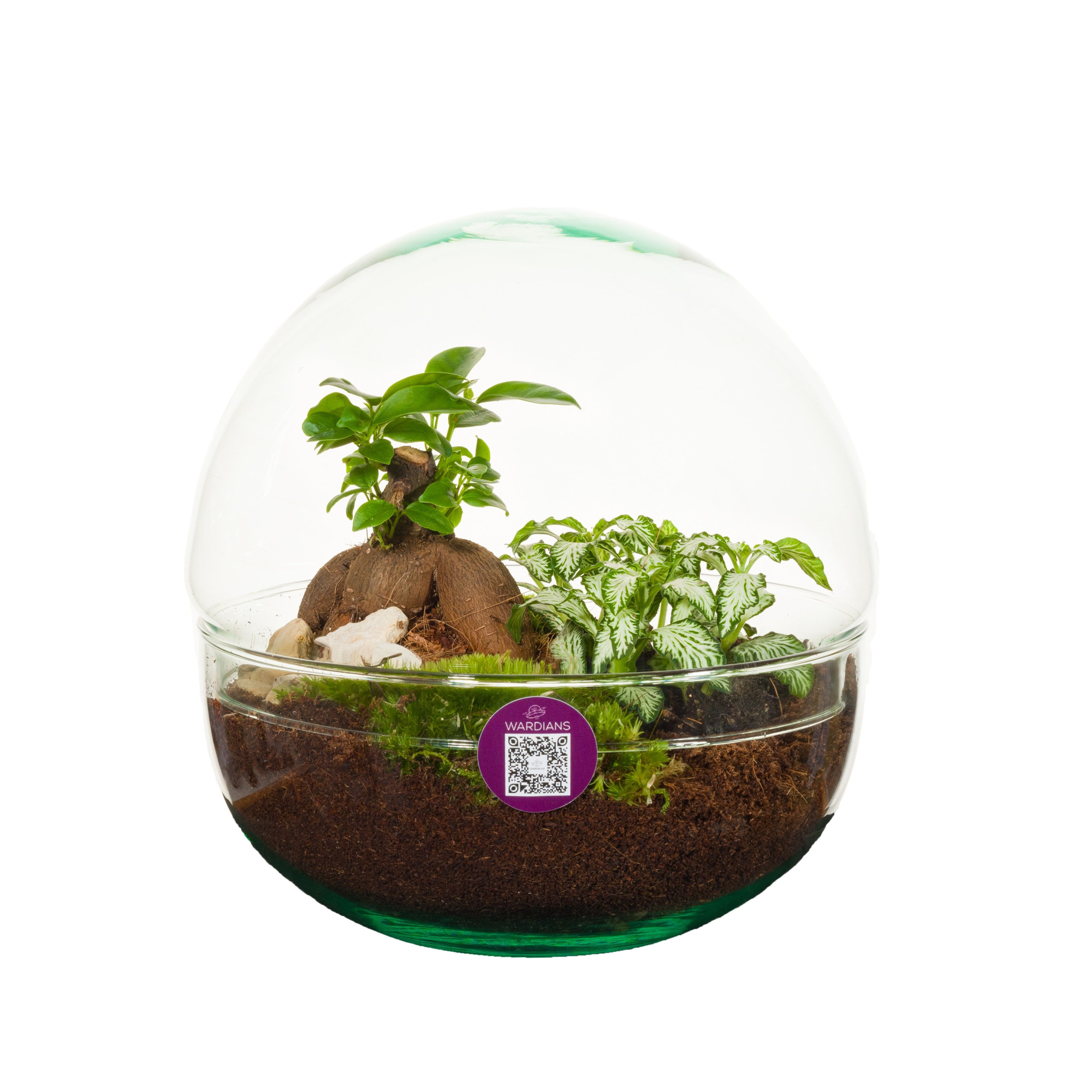 Wardians Terrarium - Earth medium, D 19