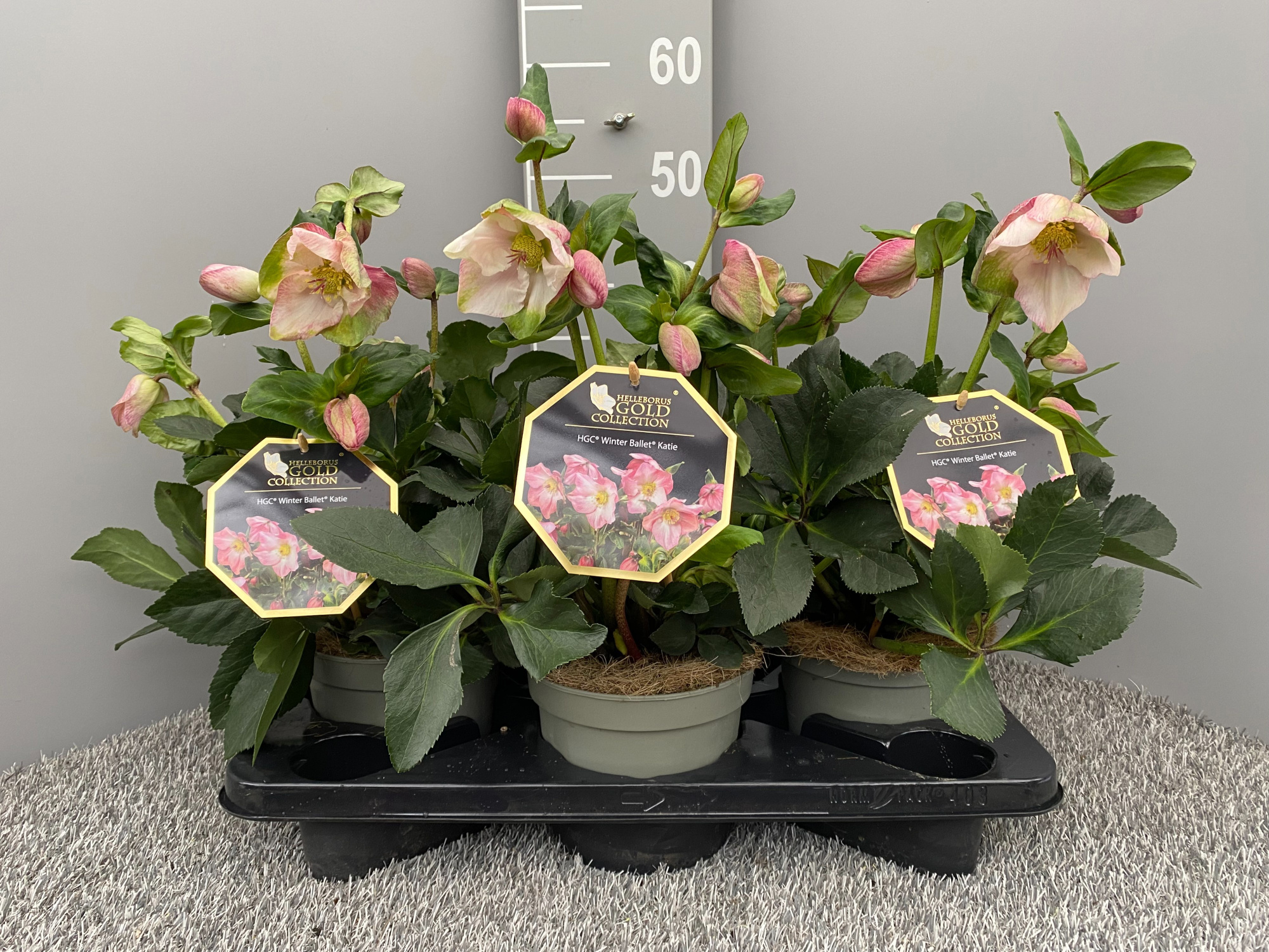 HGC® Winter Ballet® Katie, D 17 cm