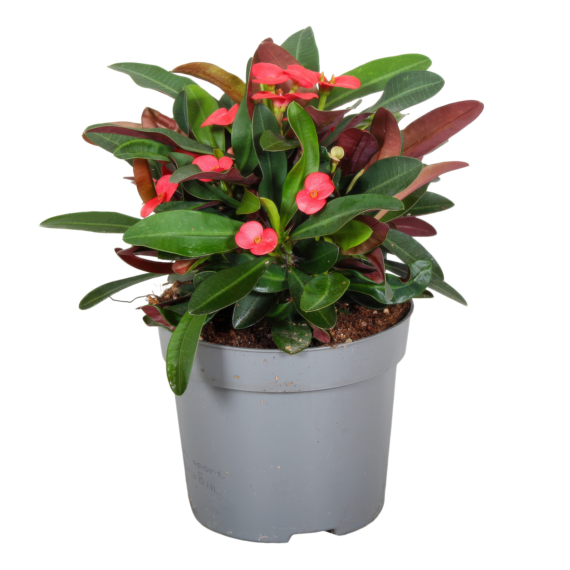 Euphorbia Milii Olympia, D 13