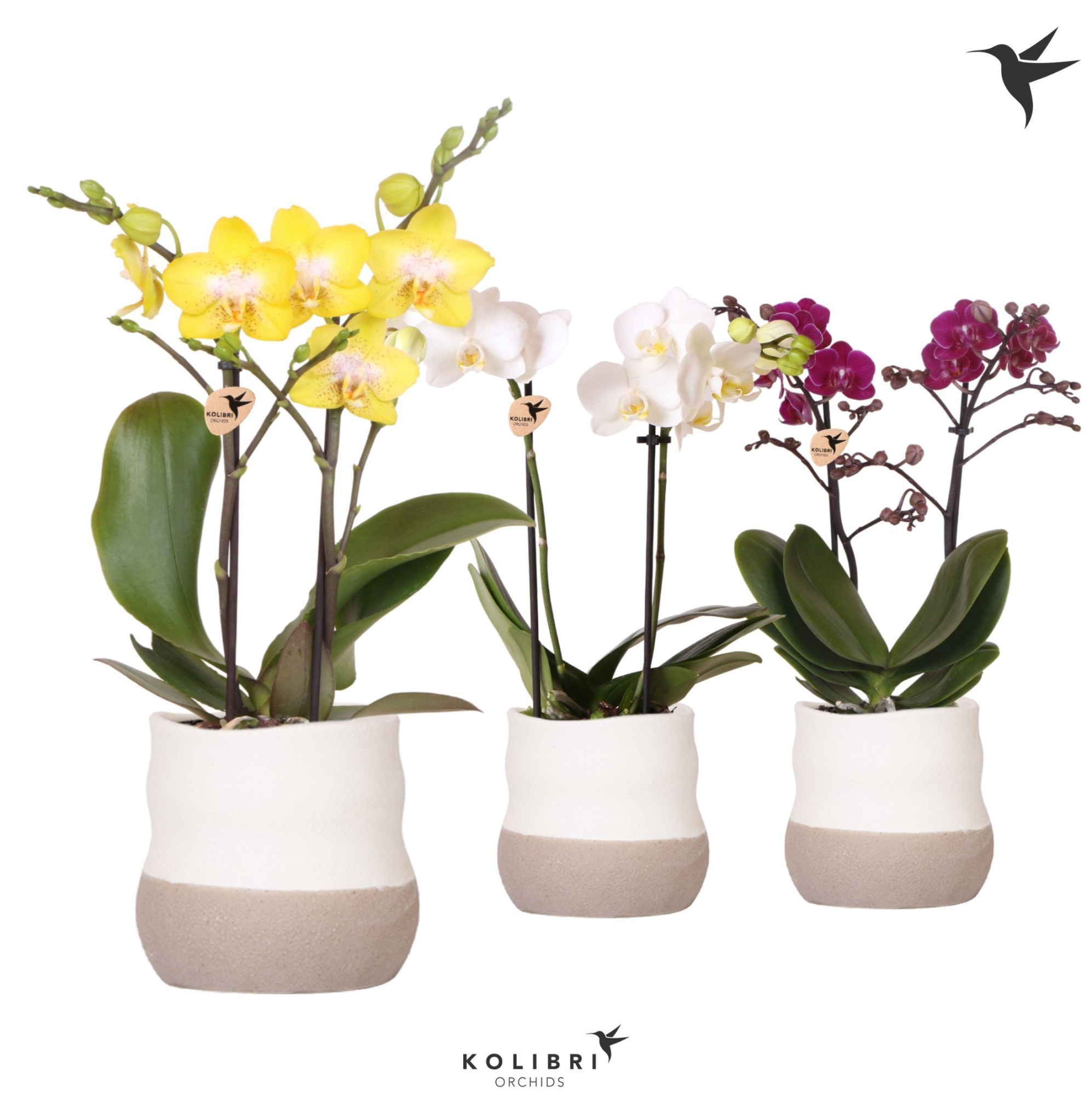 Kolibri Orchids Phalaenopsis mix 2 spike in Imperfect Bag pot, D 9